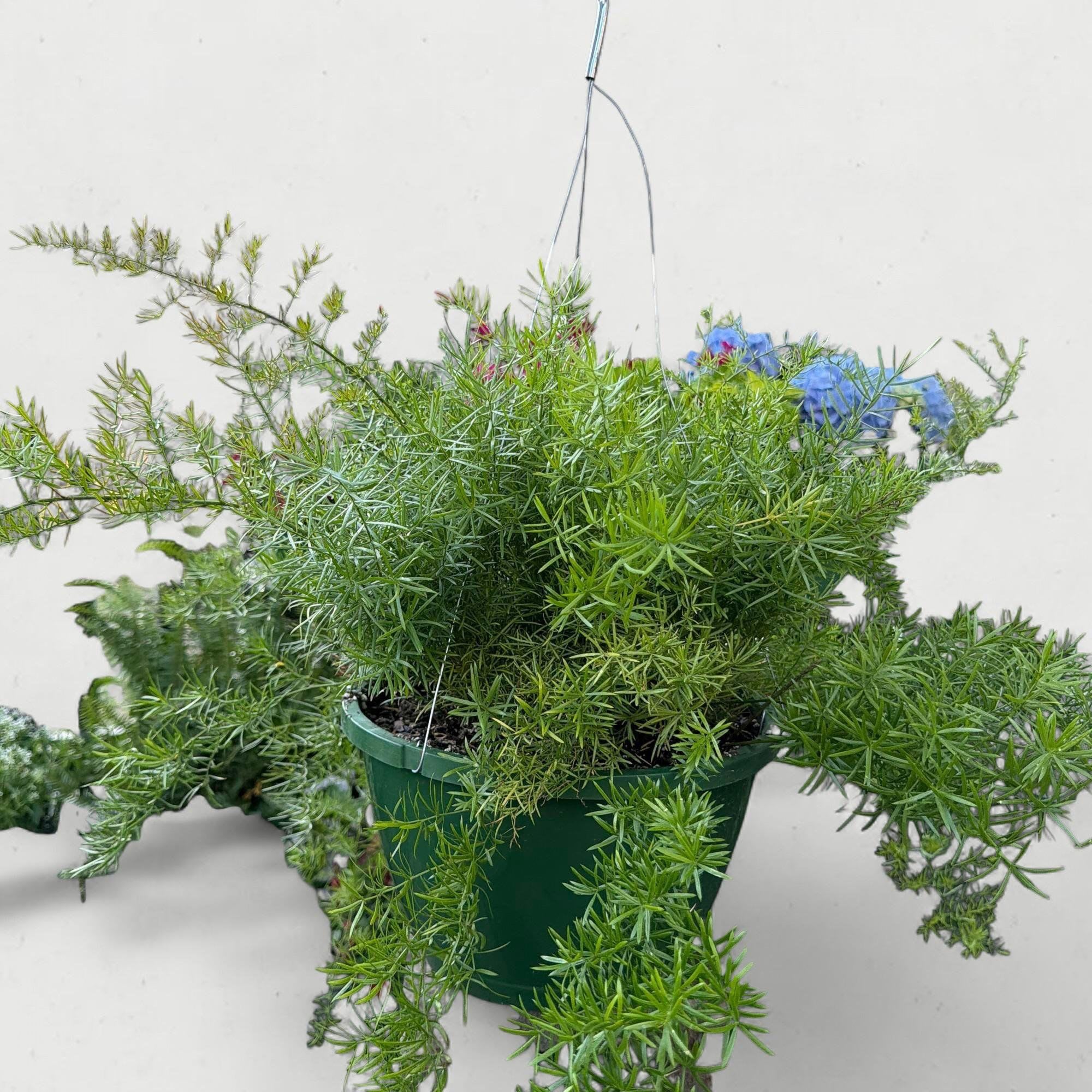 10” Hanging Basket: Asparagus Fern (Sprengeri) - Make a grand, leafy statement with our 10-inch Hanging Basket Asparagus Fern. This "Sprengeri" variety is a horticultural classic, loved for its vigorous, trailing habit and emerald-green plumes that create a soft, fountain-like explosion of texture. At this 10-inch size, the plant is fully established and ready to spill over the sides of its basket, making it an instant "living curtain" for your porch, patio, or bright indoor nook.