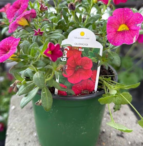 Calibrachoa 'Congo' (4.5” Pot) - Often called "Million Bells," the Calibrachoa 'Congo' series is a garden powerhouse known for its high-performance blooms and rich, tropical colors. This 4.5-inch specimen is a compact explosion of floral energy, producing hundreds of miniature, petunia-like flowers that completely cover the foliage from spring through the first frost. The 'Congo' series is specifically bred for a neat, mounded habit and exceptional weather resistance, making it a "fail-proof" choice for adding intense color to small spaces.