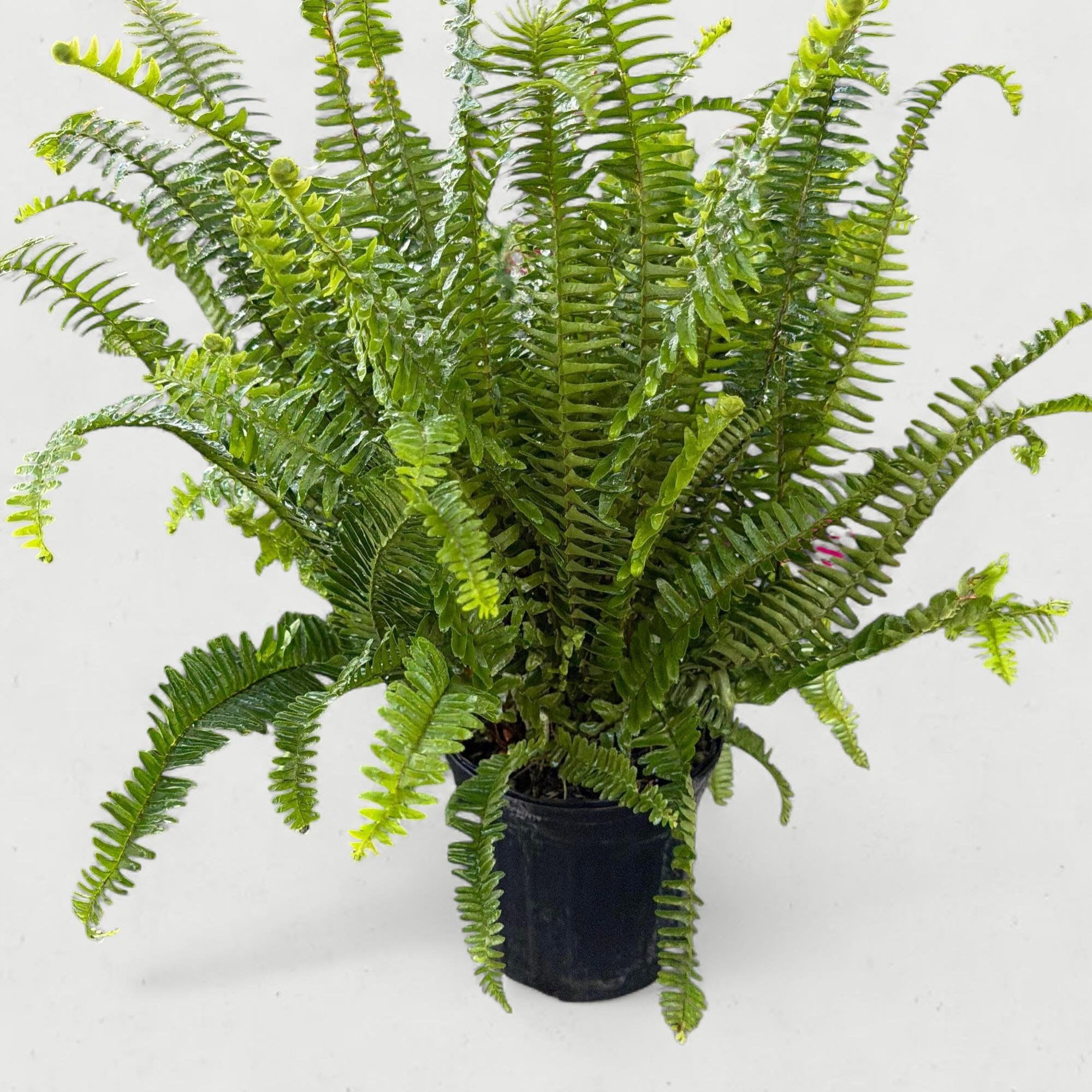 6" Kimberly Queen Fern - Elegant, upright, and resilient, the Kimberly Queen Fern (Nephrolepis obliterata) is the sophisticated cousin of the classic Boston Fern. Known for its tidy growth habit and structural beauty, this 6-inch potted specimen is the perfect addition to brighten up indoor corners or shaded outdoor patios.   