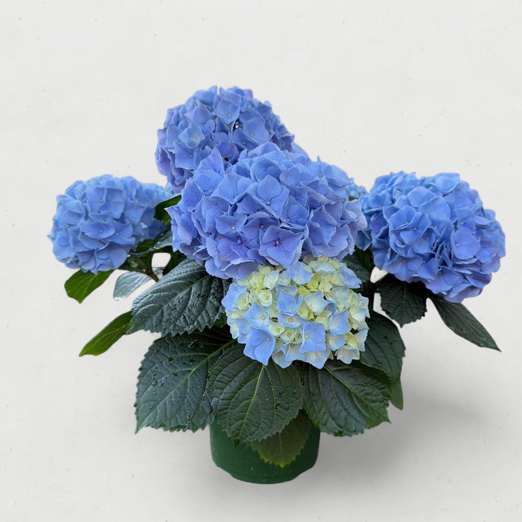 Premium 6.5” Blue Hydrangea - Capturing the rare and sought-after "true blue" of the garden world, the Blue Hydrangea (Hydrangea macrophylla) is a show-stopping botanical masterpiece. This 6.5-inch potted specimen offers a cooling, serene aesthetic that transforms any room or patio into a tranquil retreat. With its dense, cloud-like clusters of azure and periwinkle florets, this hydrangea is the ultimate symbol of grace and abundance.
