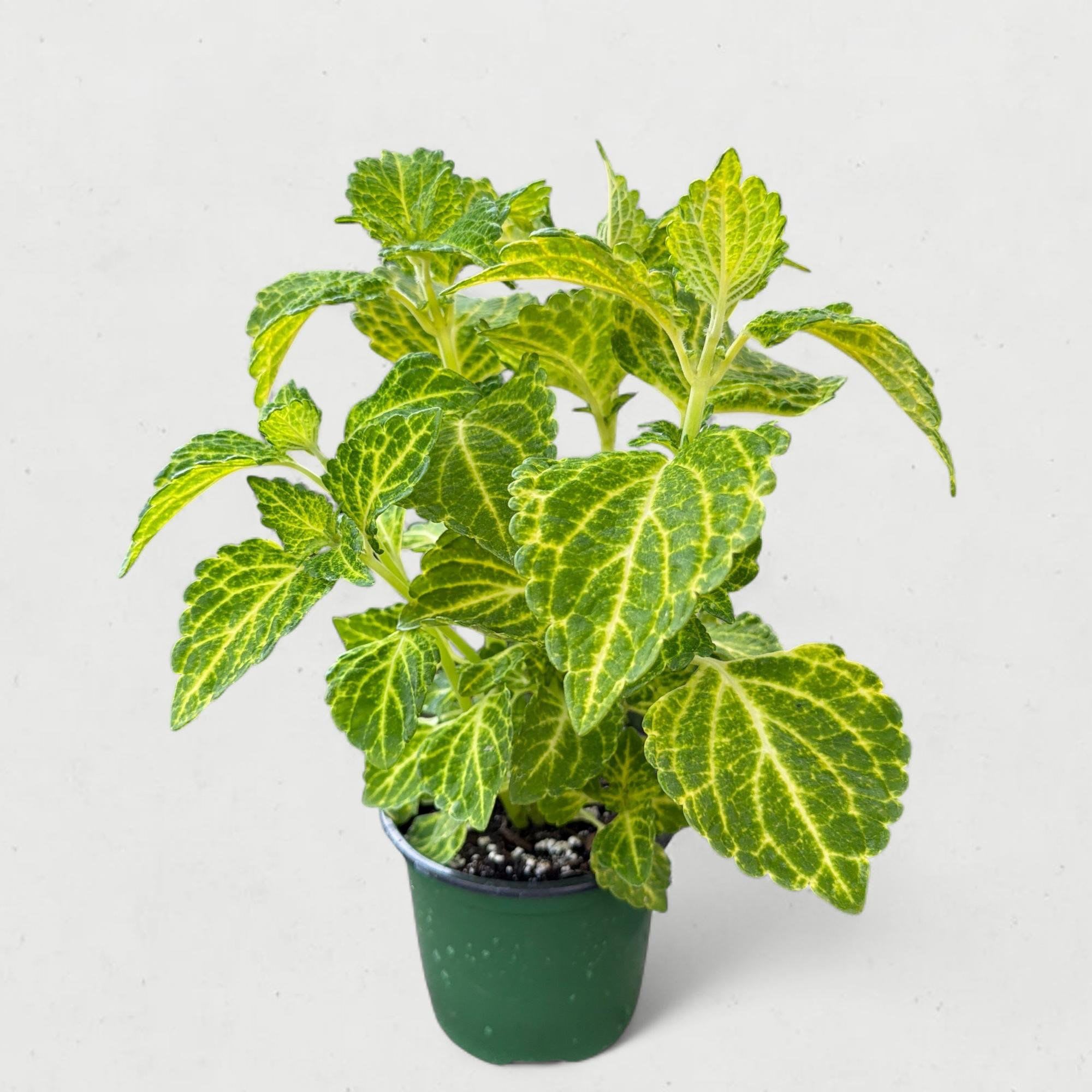 Coleus 'Electric Lime' (4.5” Pot) - If your garden or windowsill needs a high-voltage jolt of color, look no further. The Coleus 'Electric Lime' (Solenostemon scutellarioides) lives up to its name with intense, neon-lemon foliage that practically glows, even on cloudy days. This 4.5-inch specimen is the perfect "accent" size—ideal for tucking into mixed containers or lining a bright indoor shelf where you need a consistent pop of citrus-hued texture.
