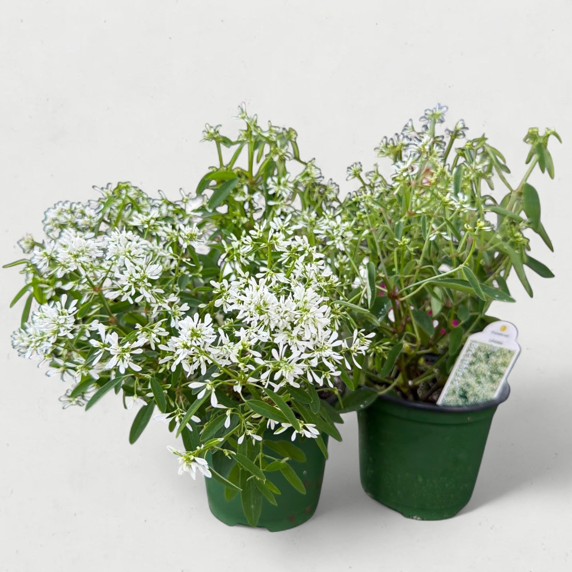 Euphorbia 'Flurry' (4.5” Pot) - If you’re looking for the botanical equivalent of a soft summer cloud, Euphorbia 'Flurry' is your plant. This 4.5-inch potted specimen is a refined, ultra-double version of the classic Diamond Frost, producing a dense, mounding carpet of tiny white flowers that look like a delicate dusting of snow.   Despite its dainty, lace-like appearance, 'Flurry' is an absolute powerhouse in the garden, known for its "bulletproof" durability and non-stop blooming cycle.