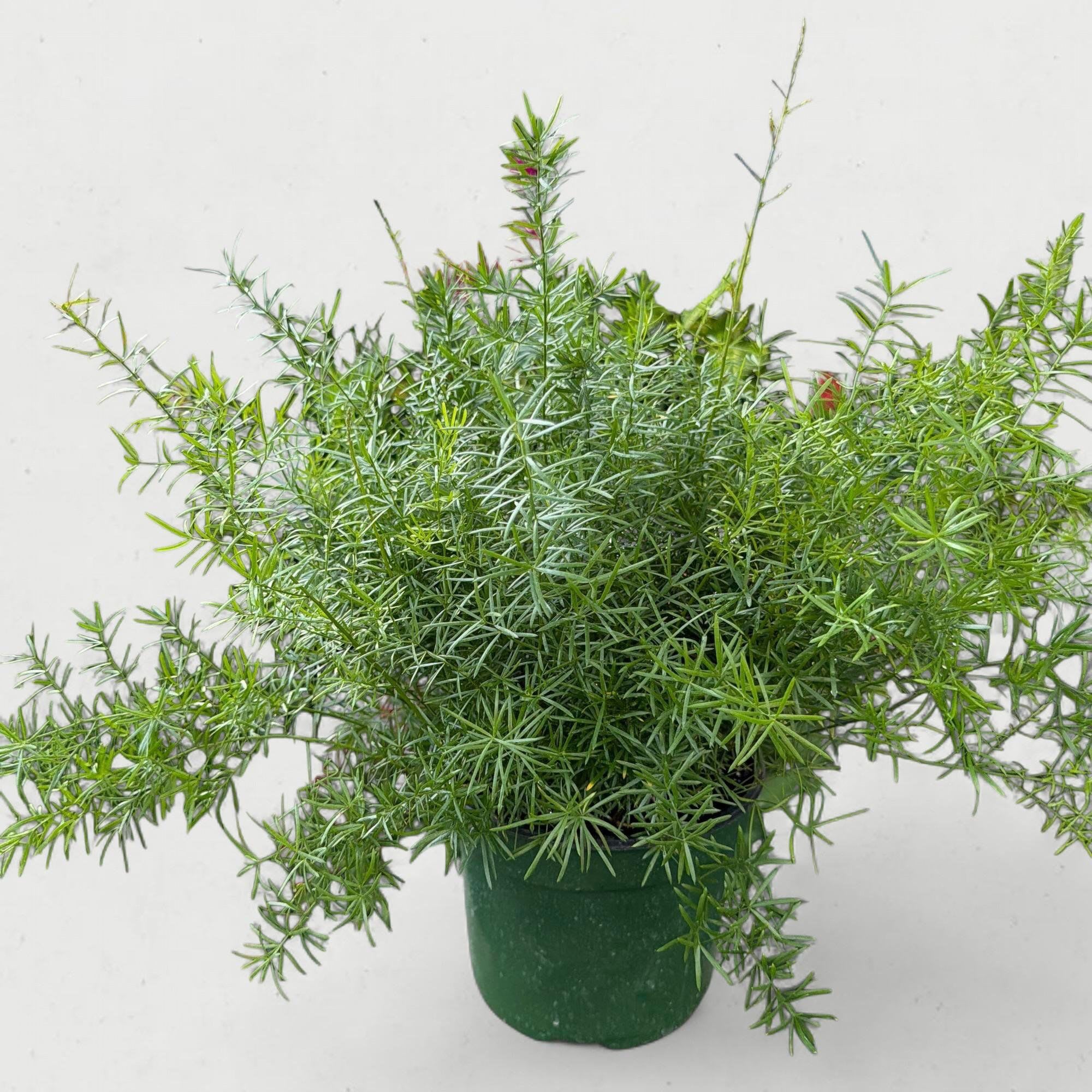 6.5” Asparagus Fern (Sprengeri) - Feathery, whimsical, and surprisingly tough, the Asparagus Fern (Asparagus densiflorus 'Sprengeri') brings a soft, ethereal texture to any plant collection. Despite its delicate, needle-like appearance, this 6.5-inch potted specimen is a vigorous grower that adds a lush, forest-floor vibe to your home or patio. With its cascading emerald plumes, it’s the ultimate choice for those who love the look of a fern but want a plant that’s a bit more "forgiving" than its high-maintenance cousins.
