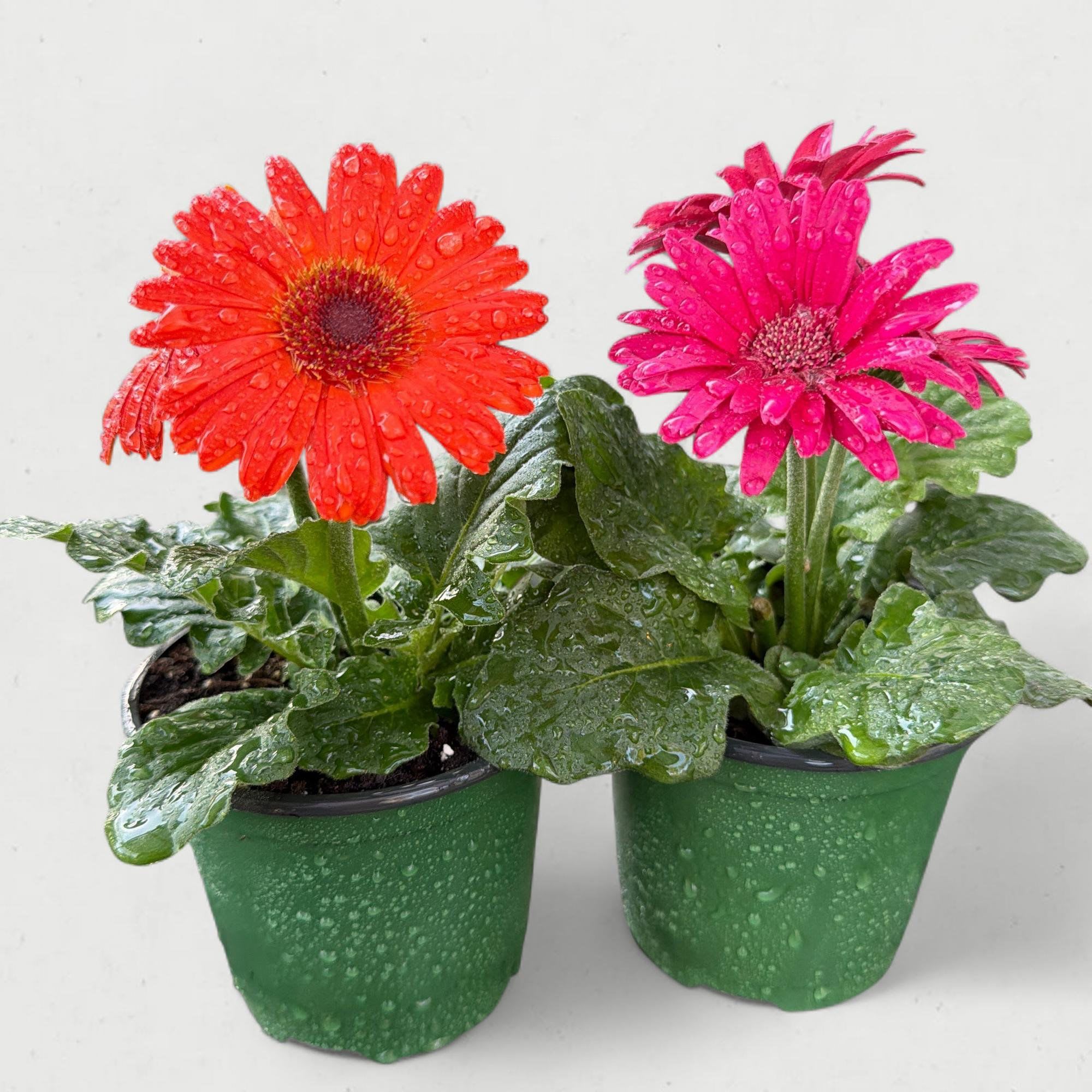 4.5” Gerbera Daisy (The Living Bouquet) - Bright, bold, and undeniably cheerful, the Gerbera Daisy (Gerbera jamesonii) is the ultimate "happy" plant. This 4.5-inch potted specimen acts as a long-lasting, living alternative to a cut flower arrangement, producing iconic, oversized blooms with perfectly symmetrical petals and striking central disks.   Whether it’s a fiery orange, a soft pastel pink, or a classic sunny yellow, the Gerbera Daisy is a master at turning any windowsill or desktop into a vibrant focal point.