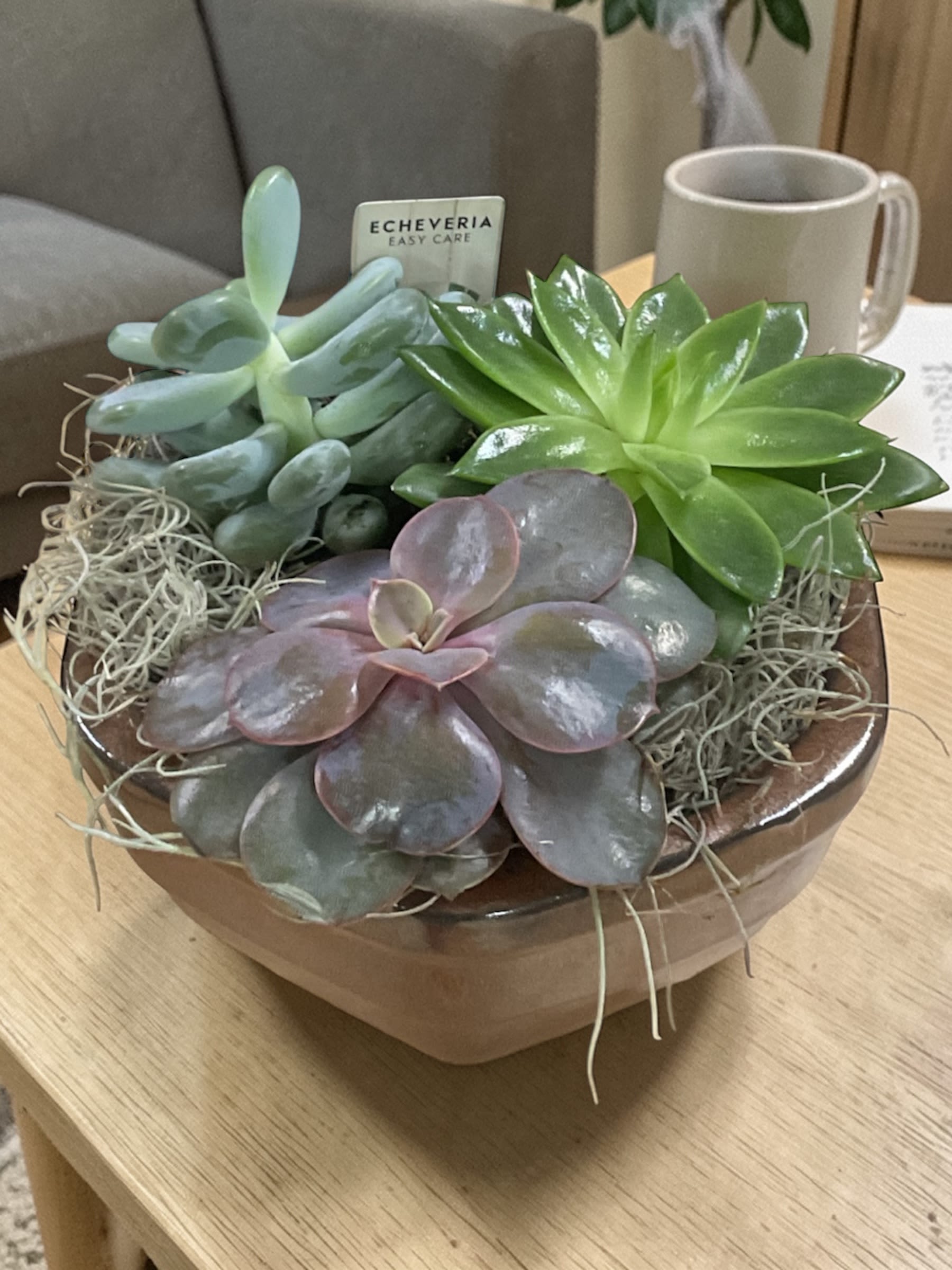 Succulent Garden - Succulent Garden Bowl brings a calm, modern touch to any space with a lush mix of premium echeveria and sedum varieties arranged naturally in a ceramic dish. Each plant is selected for color, texture, and long-lasting durability, creating a design that feels clean, balanced, and effortless.  Low-maintenance and easy to enjoy, this piece thrives in bright light with minimal watering—making it a perfect choice for desks, coffee tables, or anyone who wants lasting beauty without the upkeep.  A thoughtful option for birthdays, thank-you gifts, thinking of you, housewarmings, or simply adding a little greenery to the day.  Each garden is uniquely created. Plant varieties and colors may vary based on availability while maintaining the same overall look and style.  Available for local delivery through Aspen Tower Florist, serving Greensburg and Shelbyville along with Rushville, Batesville, Westport, Oldenburg, St. Paul, Waldron, Milroy, and Hope.