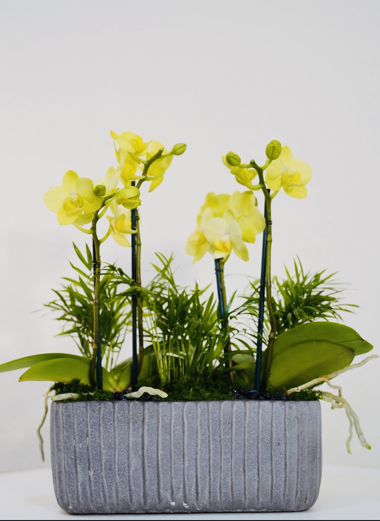  Golden Orchid Garden – Luxury Yellow Orchid Arrangement - Brighten any space with our Golden Orchid Garden, a vibrant and elegant arrangement designed to bring warmth, positivity, and modern luxury into your home or office. This stunning composition features premium yellow orchids, beautifully arranged with lush green foliage in a contemporary rectangular planter. The contrast between the vivid blooms and rich greenery creates a fresh, eye-catching design that feels both sophisticated and uplifting. Yellow orchids symbolize happiness, friendship, and new beginnings, making this arrangement a perfect gift for celebrations, thank-you gestures, or simply to elevate any space with color and life. Each piece is handcrafted by Guy Floral Studio with attention to detail, ensuring a balanced and luxurious presentation. Same-day flower delivery available in Beverly Hills, West Hollywood, Santa Monica, Beverly Grove, Bel Air, Culver City, and surrounding Los Angeles areas. The arrangement shown in the photo reflects our Deluxe size, featuring a fuller, more abundant design with premium blooms.