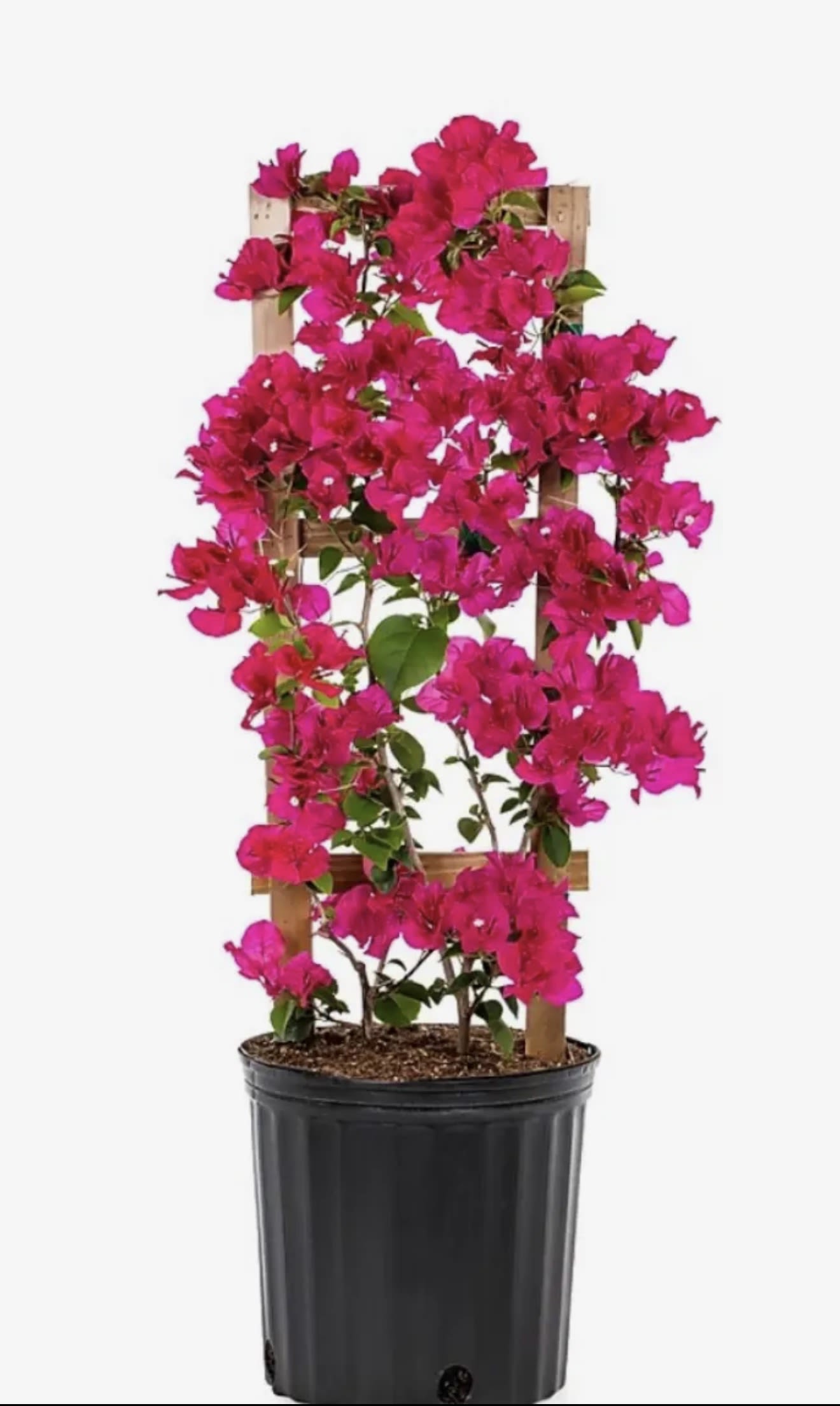 Deep Pink Live Plant Bougainvillea Vine 6" Pot Trellis - Pre Order (5-7 days)  Tropical vining shrub. They require full sun and actually perform better when their soil is left a little dry, making this a perfect plant for a drought-tolerant landscape. Perennial when protected from frost and freeze.
