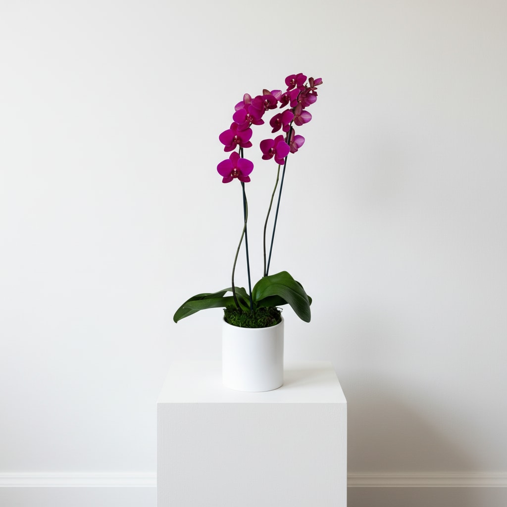 Pink Phalaenopsis Orchid  - Striking purple Phalaenopsis orchids arch with sculptural grace-an elegant potted orchid plant perfect as a birthday bouquet alternative, a housewarming gift, or a thoughtful "thinking of you" present. The vivid magenta-to-fuchsia blooms read luxe and modern, making this arrangement equally fitting for Mother's Day or a romantic gesture without feeling seasonal.  Two tall, arching stems of large, rounded Phalaenopsis blooms sit in a sleek white ceramic cylinder pot, anchored with decorative dark moss and discreet plant support stakes for a clean, contemporary silhouette. Colors blend pink, purple and touches of white across velvety petals, and the overall size is approximately 30" tall by 8" wide-designed to command a tabletop, desk, or side table.  Give someone the calm confidence of a long-lasting living gift: she'll feel seen and celebrated each time the orchids bloom. This low-maintenance plant thrives with bright, indirect light and occasional watering-an ideal choice for birthdays, thank-you gifts, Admin Professionals' Week, Valentine's Day, or any moment you want to make special.