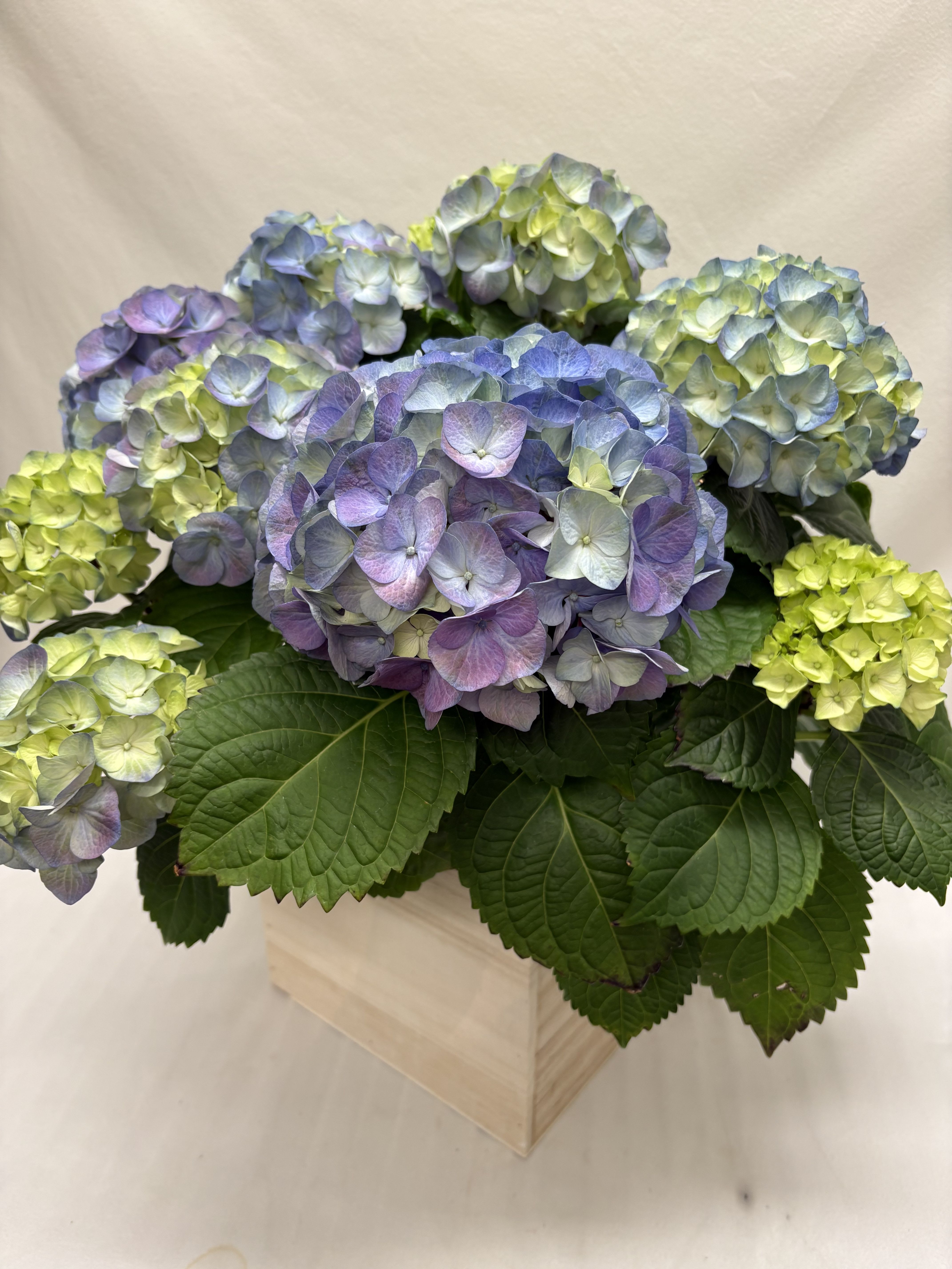 Blue hydrangea Plant - A cloud of full, rounded hydrangea blooms in soft blue, lavender and pale green creates an immediately calming centerpiece - perfect as a spring gift, a Mother's Day surprise, or a gentle get-well gesture. This hydrangea plant arrangement puts the flowers front and center so the person you're thinking of will feel soothed and seen by its quiet, serene presence.