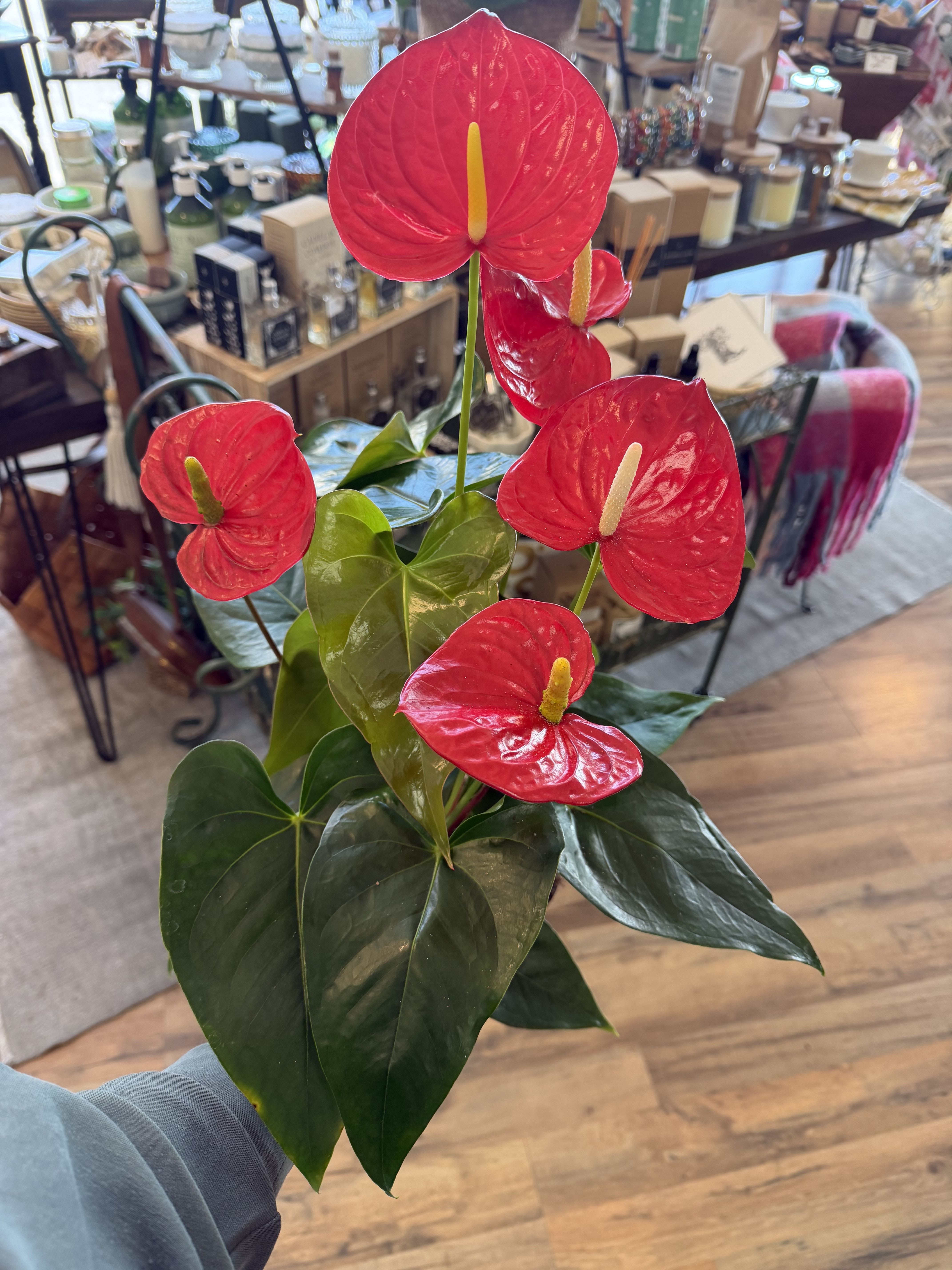 6" Anthurium Indoor House Plant - This Red Anthurium is in a 6" pot, does not include a decorative planter.  If you would like to add a fun planter please message or call us and we can find the perfect fit.