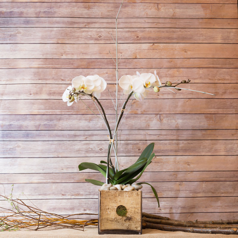 TOUCH OF SIMPLICITY ORCHID - ONE PLANT TWO STEM ORCHID IN GLASS CONTAINER LINED WITH WHITE BIRCH BARK. 