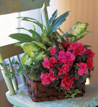 Azalea Attraction Garden  - What do you get when you send a basket overflowing with a blooming azalea and a mix of rich green plants? Instant attraction, of course. Surprise someone today. Basket color and shape may vary. Color of azalea will vary.