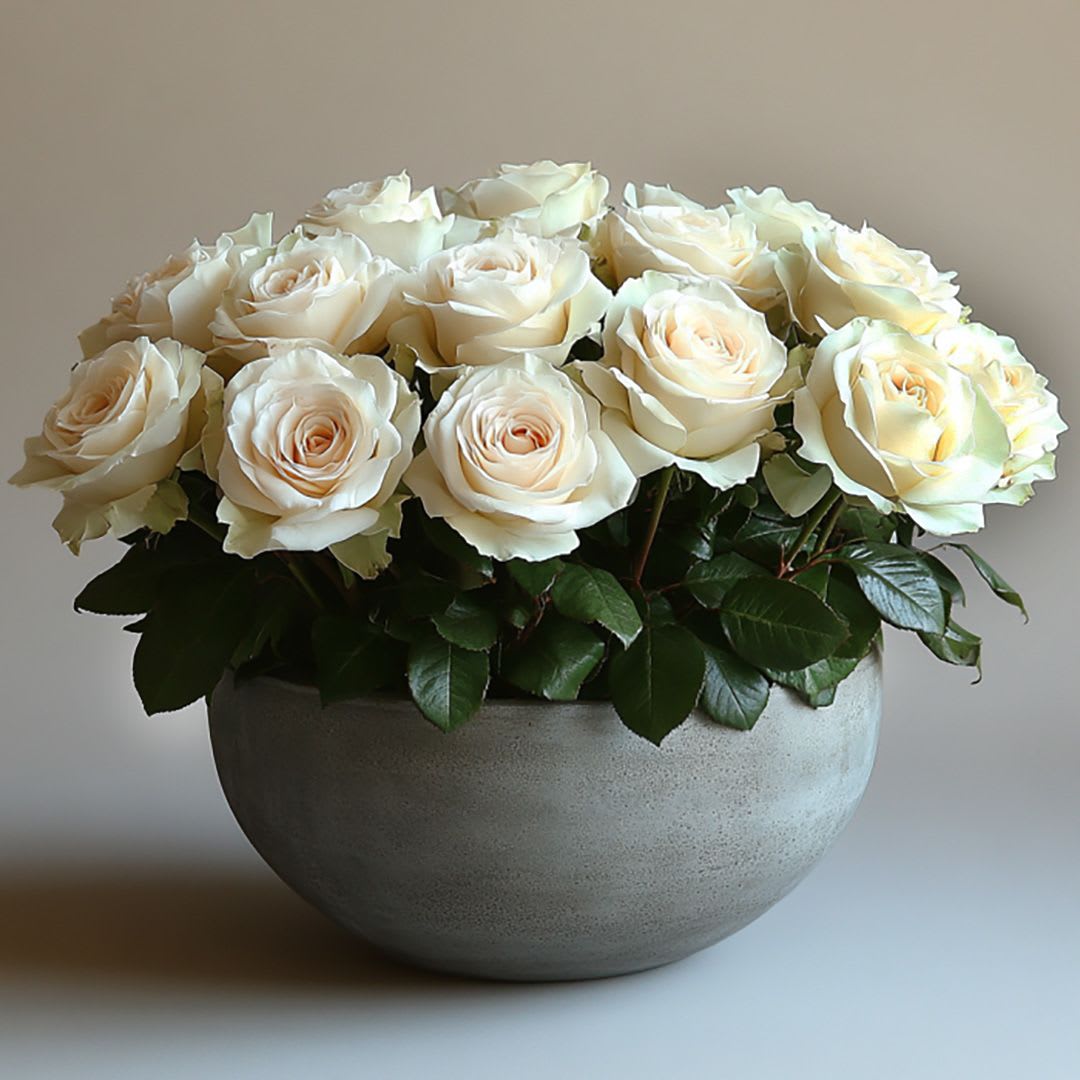 Cloud Petal - Cloud Petal is a refined arrangement of premium ivory roses designed in a modern rounded bowl. The soft cream tones and full, cloud-like silhouette create a look that feels calm, graceful, and effortlessly sophisticated.  Balanced and timeless, Cloud Petal is perfect for meaningful celebrations, elegant interiors, or thoughtful gestures. A classic rose arrangement that brings warmth and serenity to any space. 