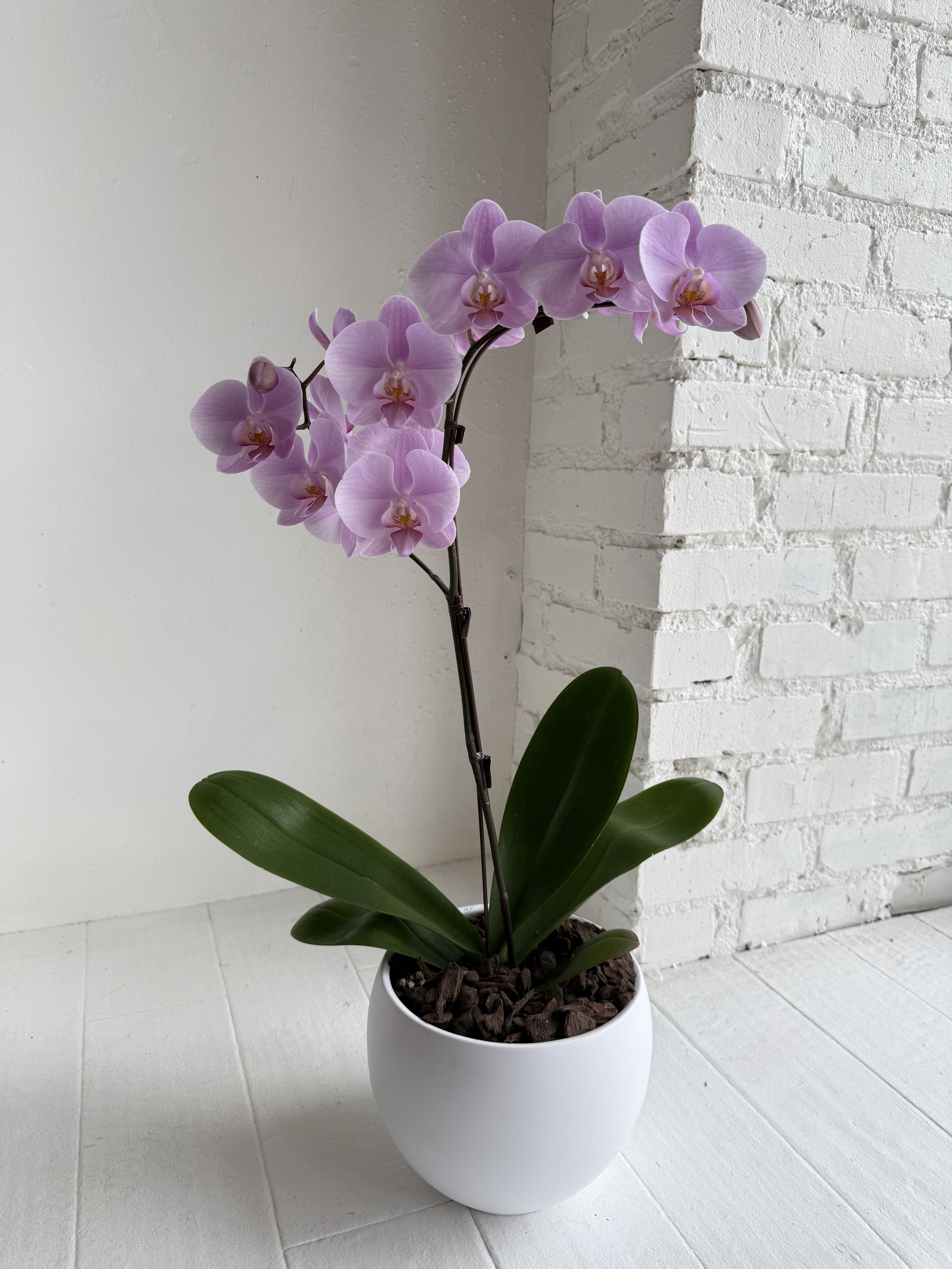 Matilda  - A stunning light purple phalaeonopsis orchid potted in a white ceramic pot, finished with orchid bark.