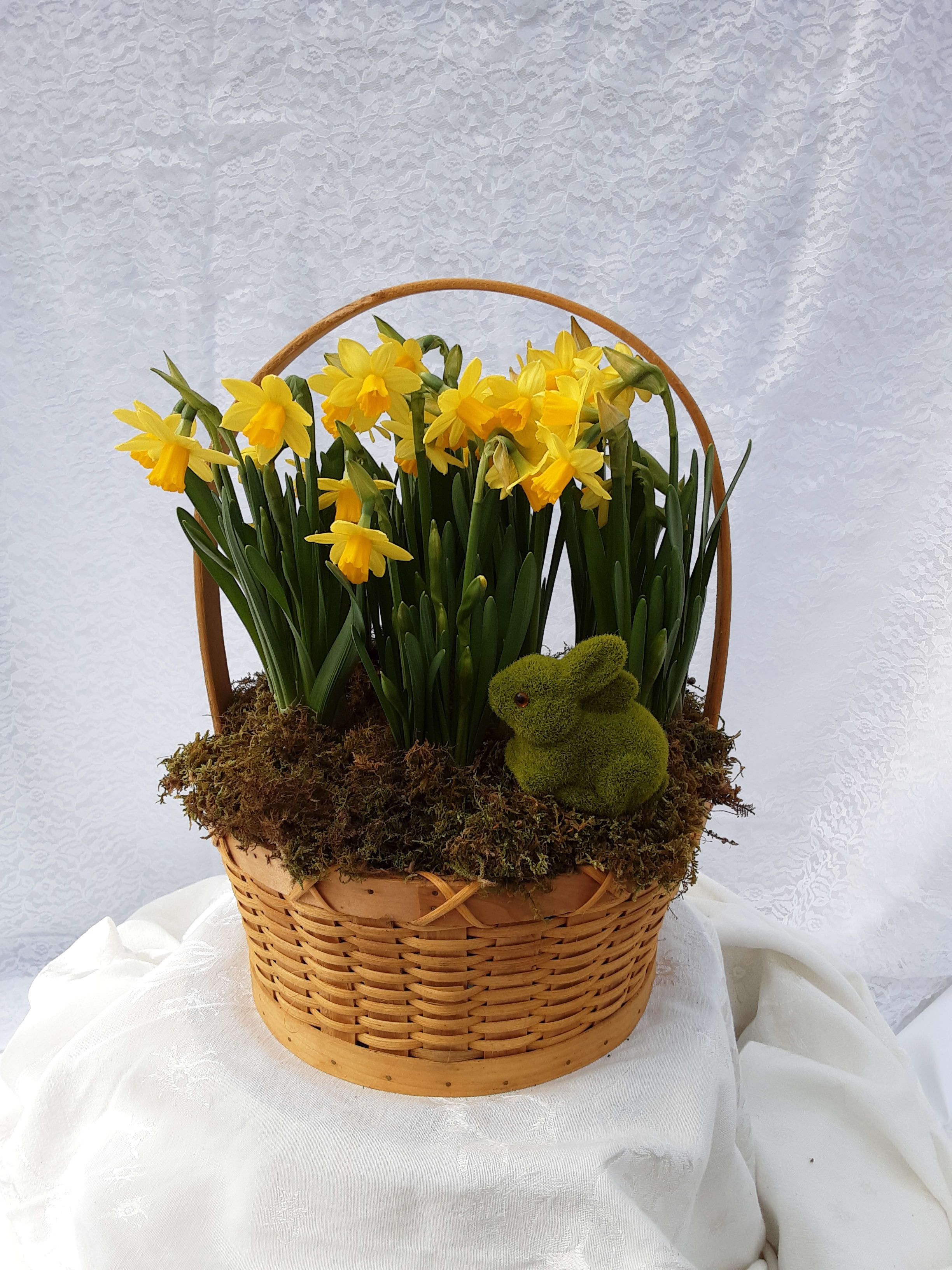 Spring Has Sprung Garden Basket - A basket full of spring bulbs that you can watch grow and flower right at home! A mix of mini daffodils, hyacinth, tulip and iris bulbs, each basket is unique with different combinations of plants. Once the flowers are gone by you can save the bulbs plant them in your own gardens to enjoy!