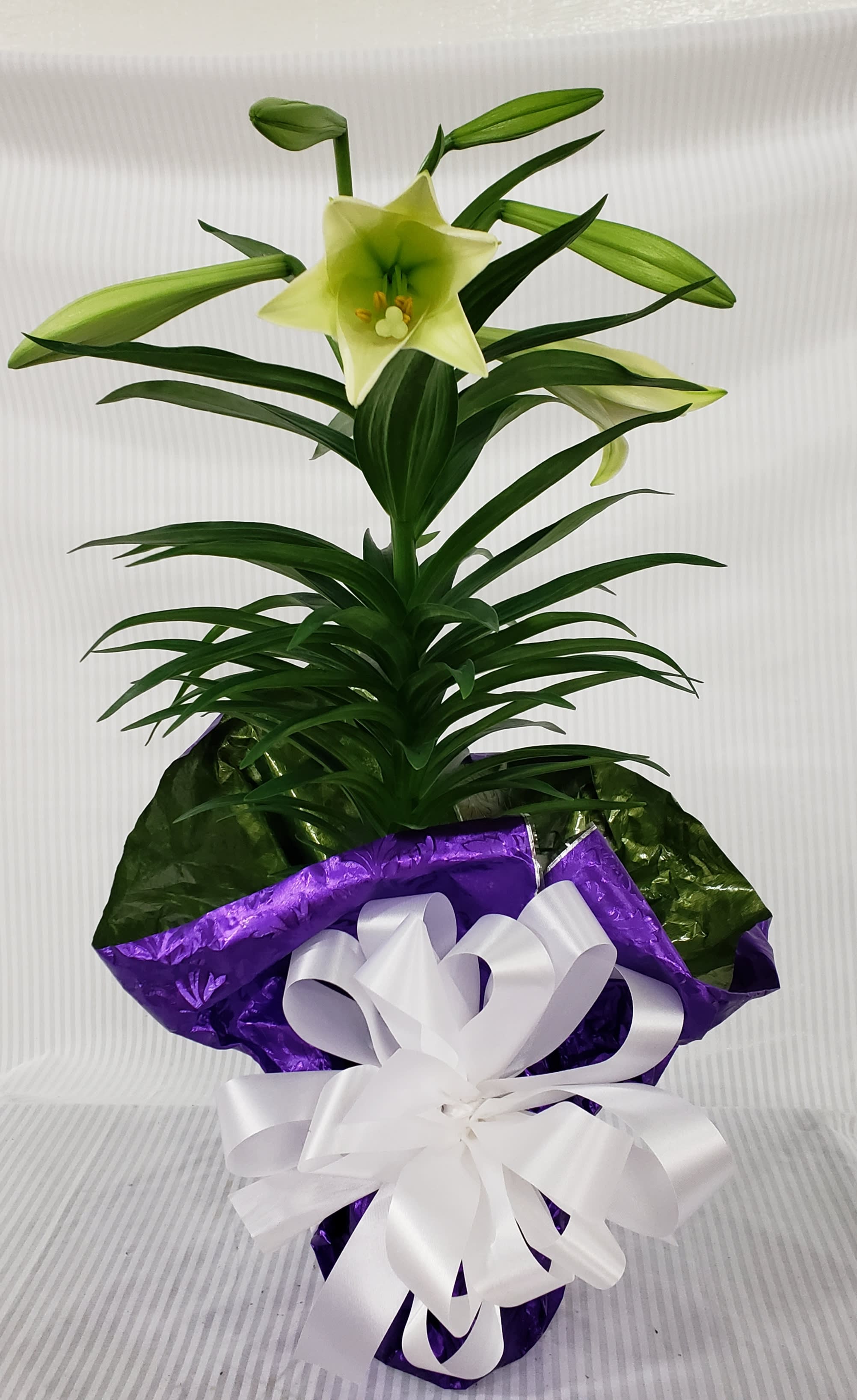 Easter Lily  Single Stem - Single stem Easter Lily with 5 or more blooms