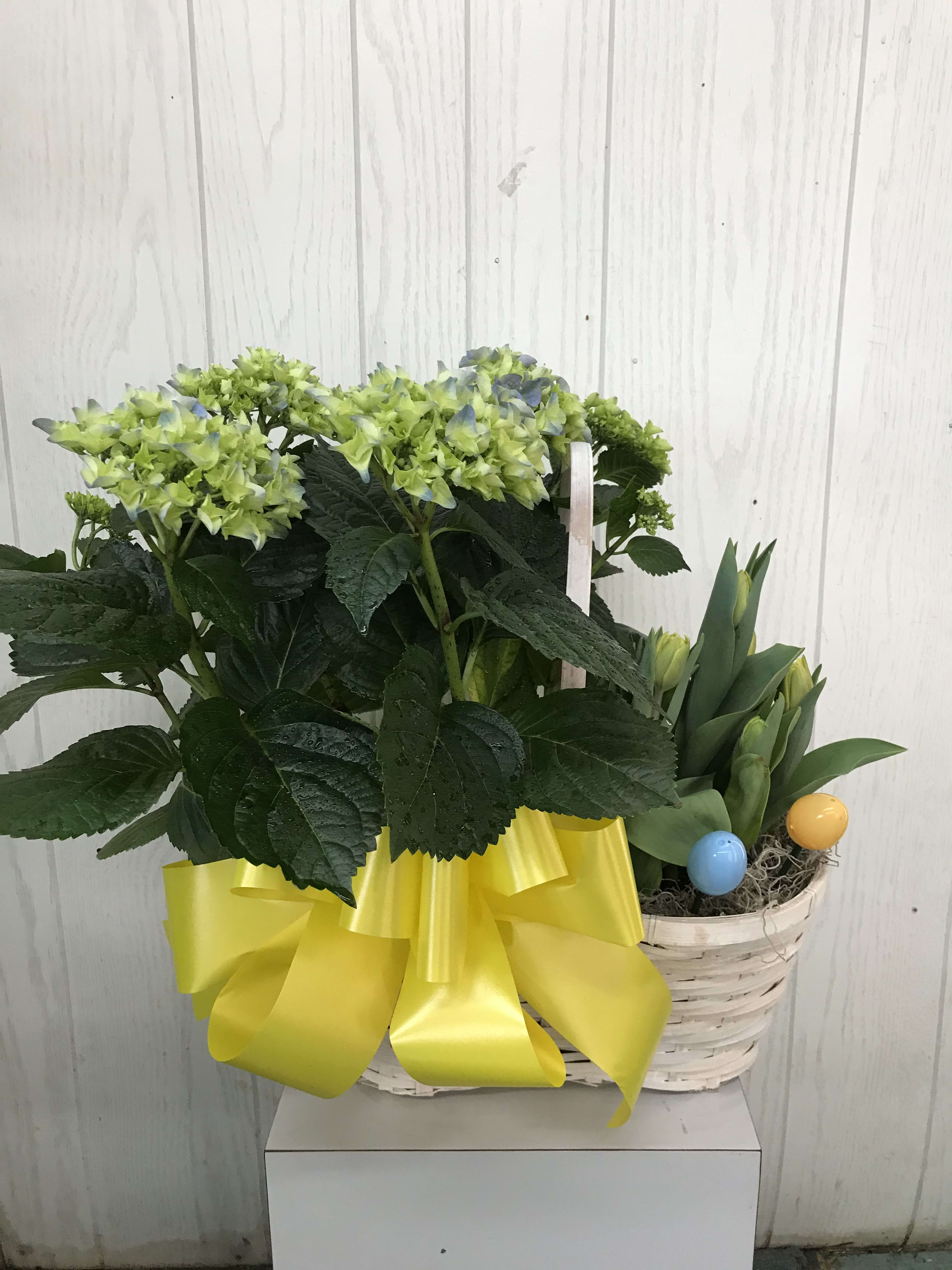 Spring Garden Basket - Spring has sprung in this peanut basket, bursting with a 6 inch hydrangea pot and a 6 inch tulip pot. Decorated with a bow and accented with Easter eggs. Both plants can be planted outside for next year's enjoyment. Color of plants may vary. 
