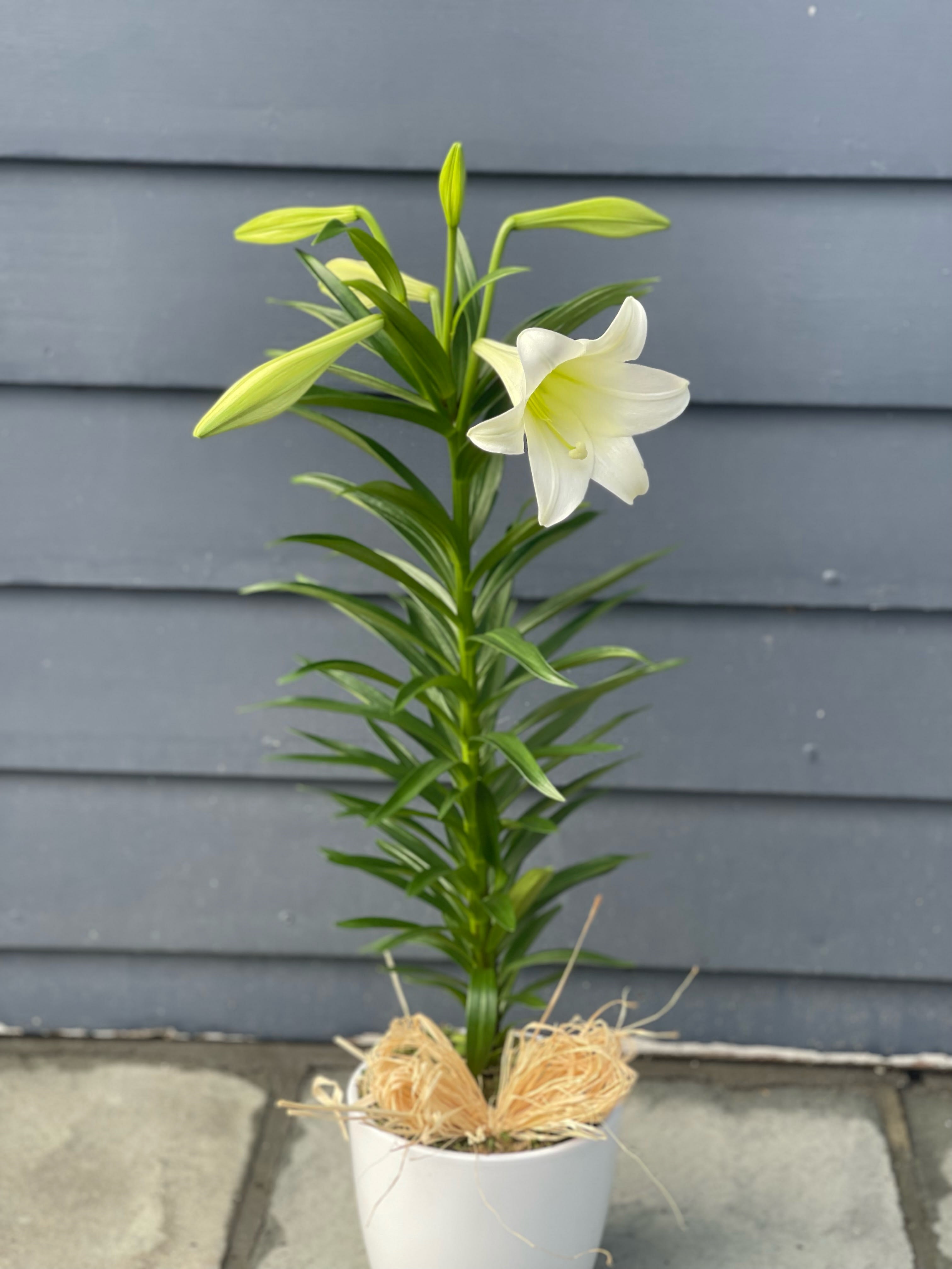 Traditional Easter Lily Plant - A traditional symbol of Easter, this classically beautiful white lily plant with its long, graceful leaves is the perfect choice for Easter or spring celebrations.  6" Single Potted Easter Lily arrives in a decorative container  