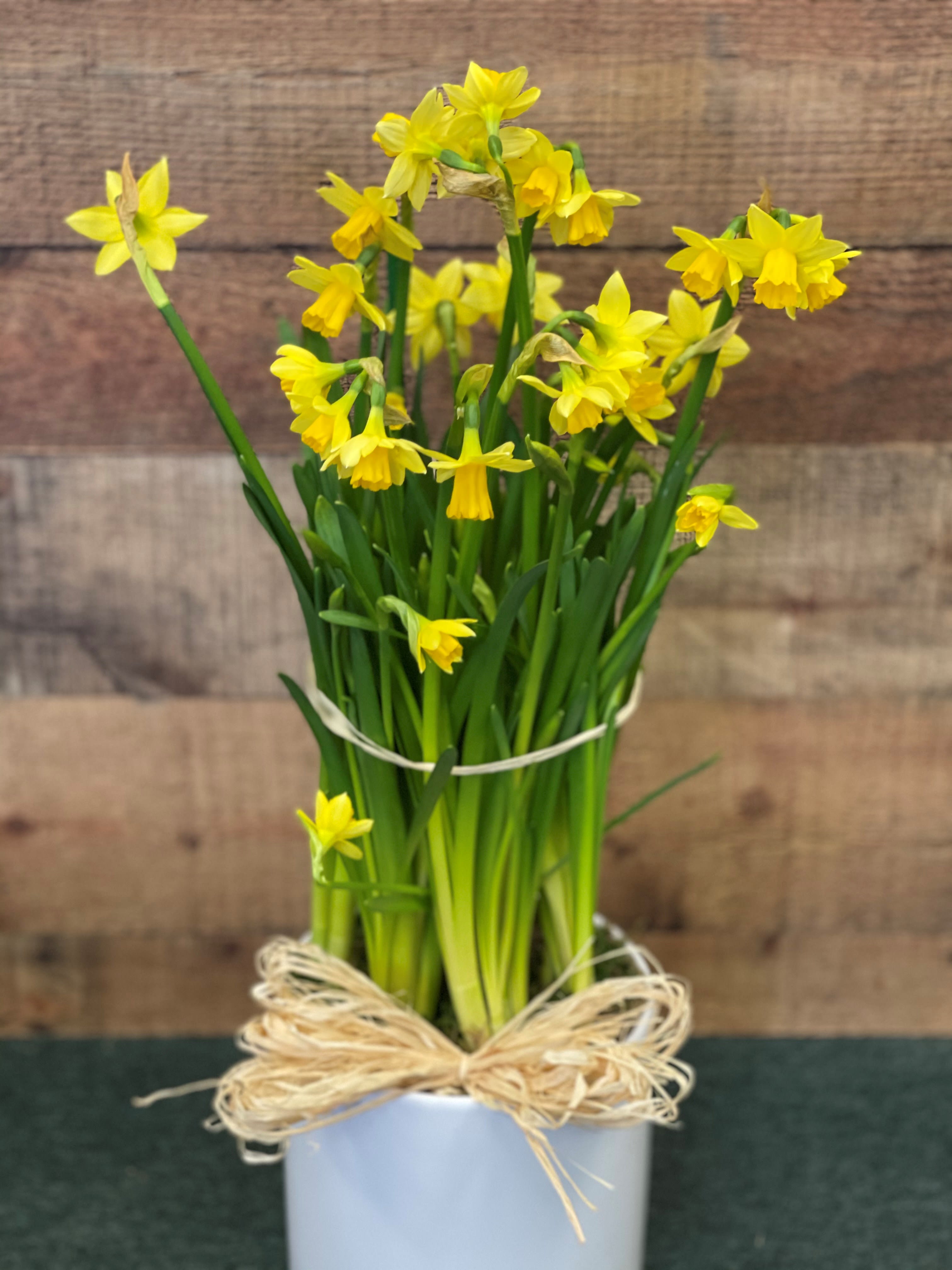 Potted Spring Mini Daffodils - So much sunshine in a tiny package! These Adorable Mini Daffodils, also none as "Tetes", arrive tastefully displayed in a designer basket or ceramic, it is sure to make the perfect spring gift.