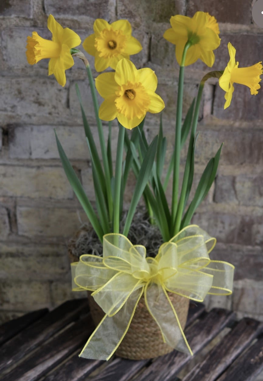 Potted yellow daffodils with a sheer yellow bow