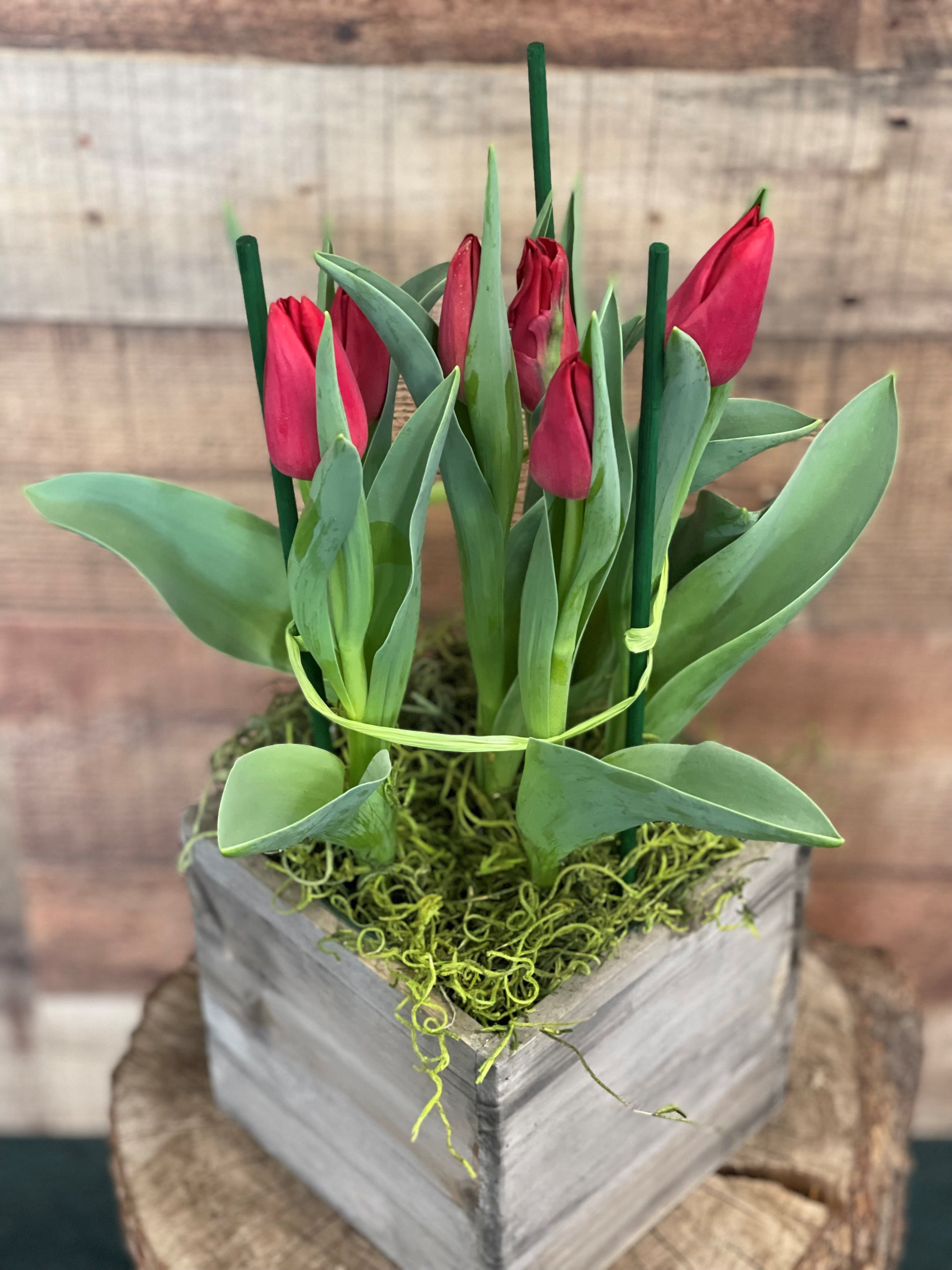 Potted Spring Tulip - Nothing says Spring like a colorful pot of tulips! Tulip Plants come in a variety of colors and sizes. Cheerfully displayed in a designer container, it is sure to make the perfect spring gift.  **May arrive tight, but will continue to bloom 