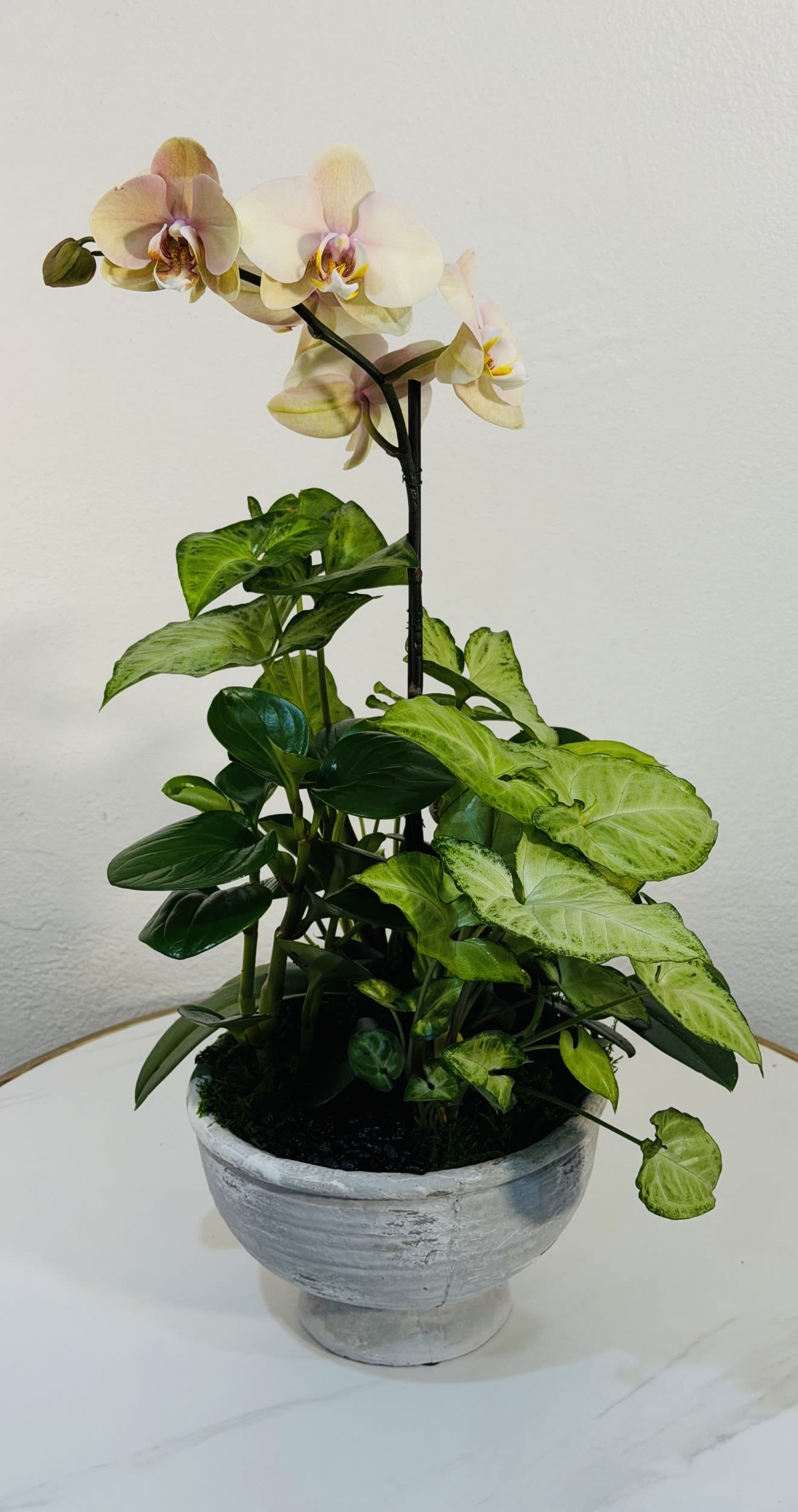 Orchid Élan - Orchid Élan is a refined and sophisticated orchid arrangement featuring a graceful phalaenopsis orchid in soft ivory tones, beautifully paired with lush green foliage in a modern ceramic bowl. This elegant design brings a sense of calm, luxury, and timeless style perfect for home décor, office spaces, or as a meaningful gift. Available for same-day plant delivery from our studio. We proudly serve: Beverly Hills, Bel-Air, West Hollywood, Beverly Grove, Culver City, Hollywood, Hollywood Hills, Santa Monica, Studio City, Sherman Oaks, Encino Each plant is carefully selected and arranged to ensure long-lasting beauty and freshness. 