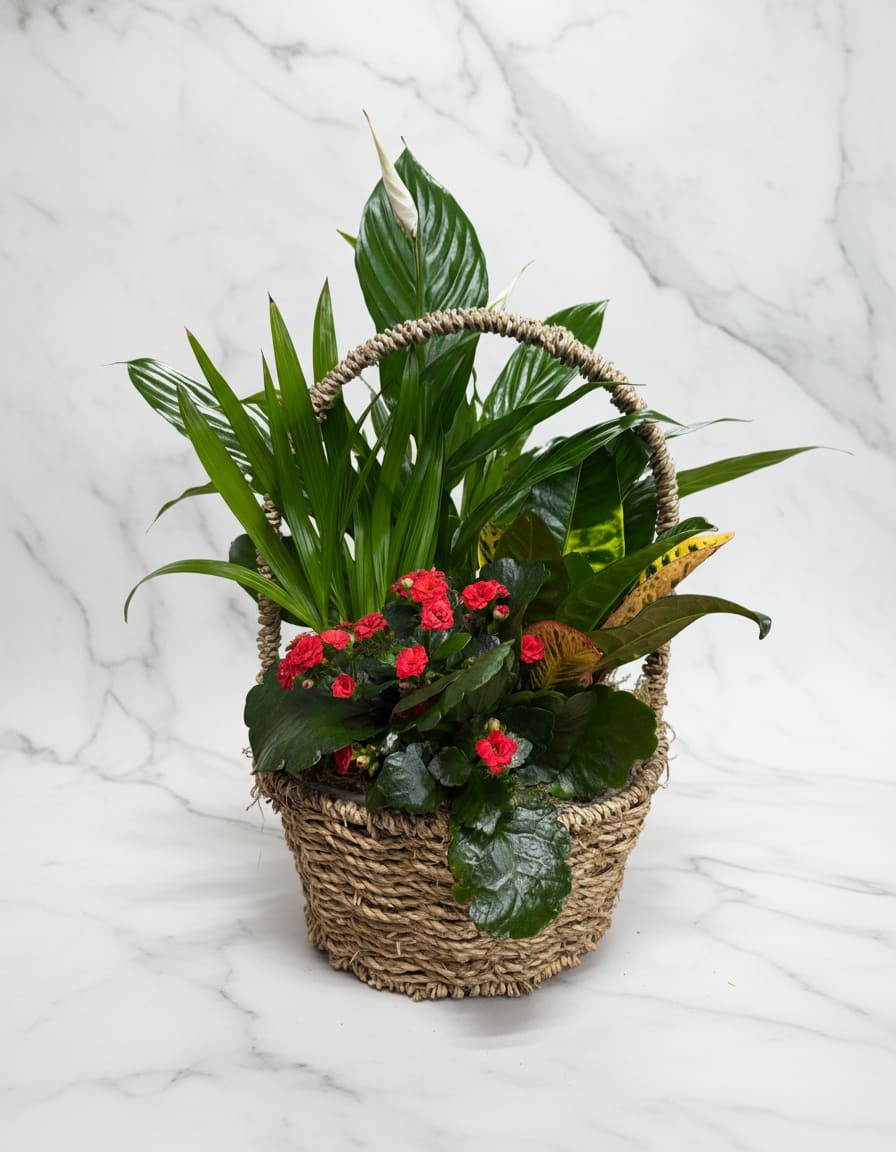 Dish Garden -1 - All kinds of gorgeous greens fill this basket that makes a perfect gift for men or women. Celebration or sympathy. Birthday or any day. So beautiful and bountiful it will deliver any message eloquently.