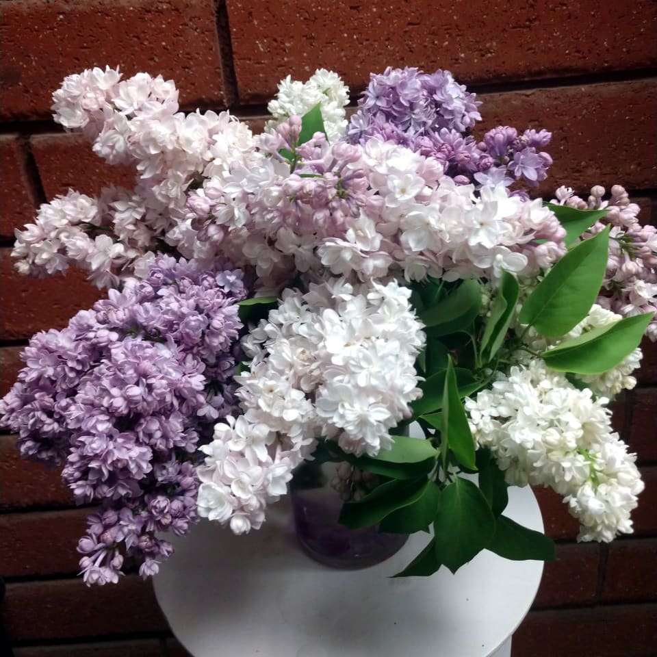 Lilac Sampler Bouquet - Lilac Sampler Bouquet  Celebrate the beauty of spring with our fragrant Lilac Sampler Bouquet, a charming arrangement filled with lush blooms and a signature sweet aroma. Featuring assorted lilac varieties hand-arranged in a clear glass cylinder vase lined with a tropical leaf and decorative colored beads, this bouquet brings a fresh garden feel and timeless elegance to any space.  Standard size measures approximately 8" (W) x 13" (H), with Deluxe and Premium versions offering larger, fuller displays in wider cylinder vases.  Available Sizes:  • Standard – Lilac Sampler Bouquet – 4" Cylinder Vase  • Deluxe – Large Lilac Sampler Bouquet – 6" Cylinder Vase  • Premium – Jumbo Lilac Sampler Bouquet – 8" Cylinder Vase  Please Note: Lilac colors may vary slightly from the photo, as our designers select only the freshest seasonal varieties available on the day of delivery.  Care Tips: Place your bouquet in a cool location away from direct sunlight, heating or cooling vents, drafts, ceiling fans, televisions, or radiators. Replace the water every day and trim stems with a sharp, fresh cut to extend the life of your flowers. Lilacs naturally have a shorter vase life; it is normal for some stems to wilt sooner than others. Simply remove any wilted stems and continue to enjoy the remaining blooms.  Soft, fragrant, and beautifully seasonal, the Lilac Sampler Bouquet brings the refreshing charm of spring indoors.