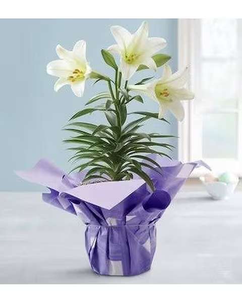 Easter Lily - Traditional Blooming Easter Lily