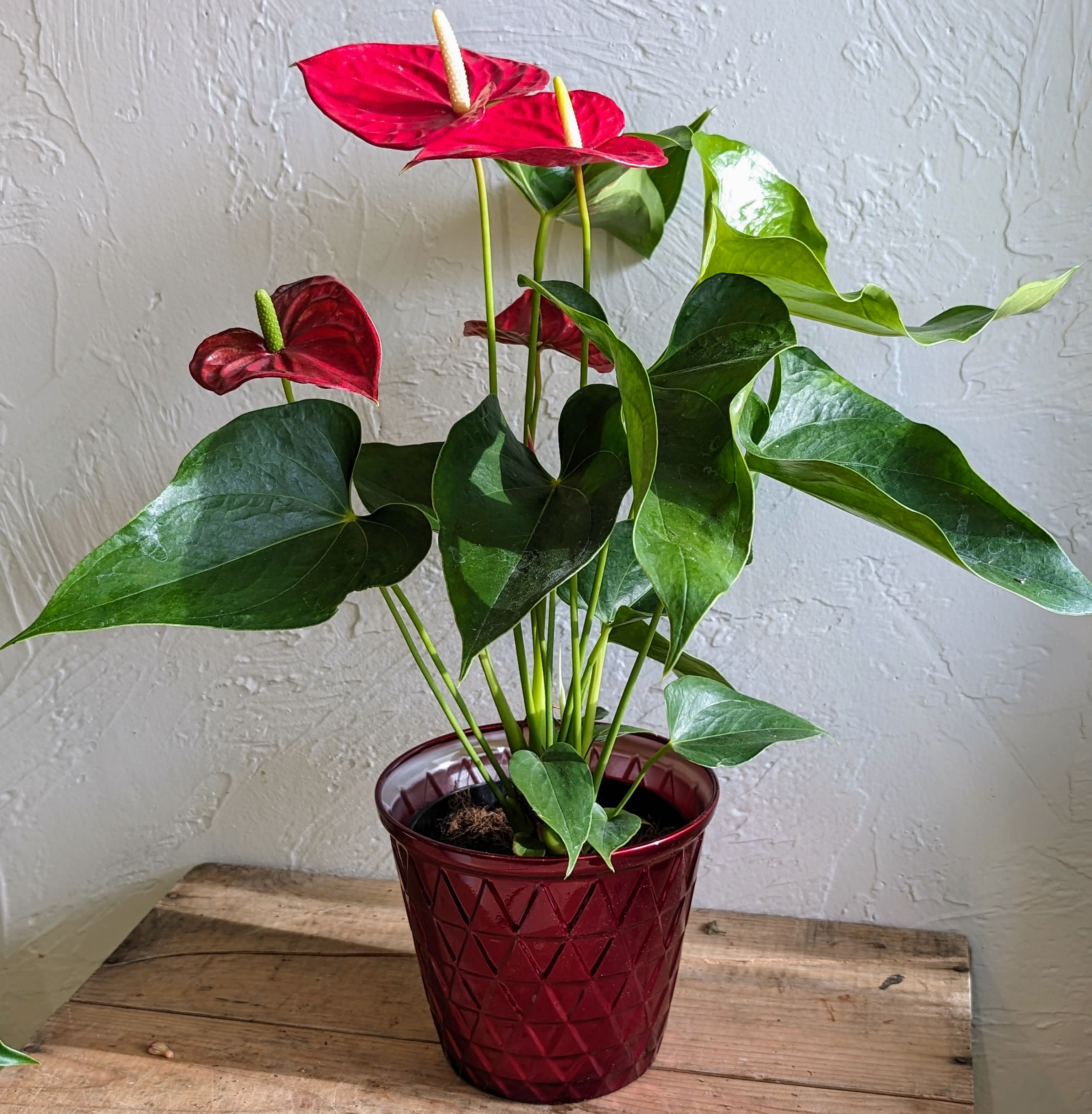 Anthurium Plant   - Anthurium andraeanum, commonly called flamingo lily or painter's palette, is native to Colombia and Ecuador. It is an epiphytic evergreen tropical perennial of the Arum family that is most noted for its attractive waxy, palette-shaped, bright red spathes and contrasting dark green foliage. 