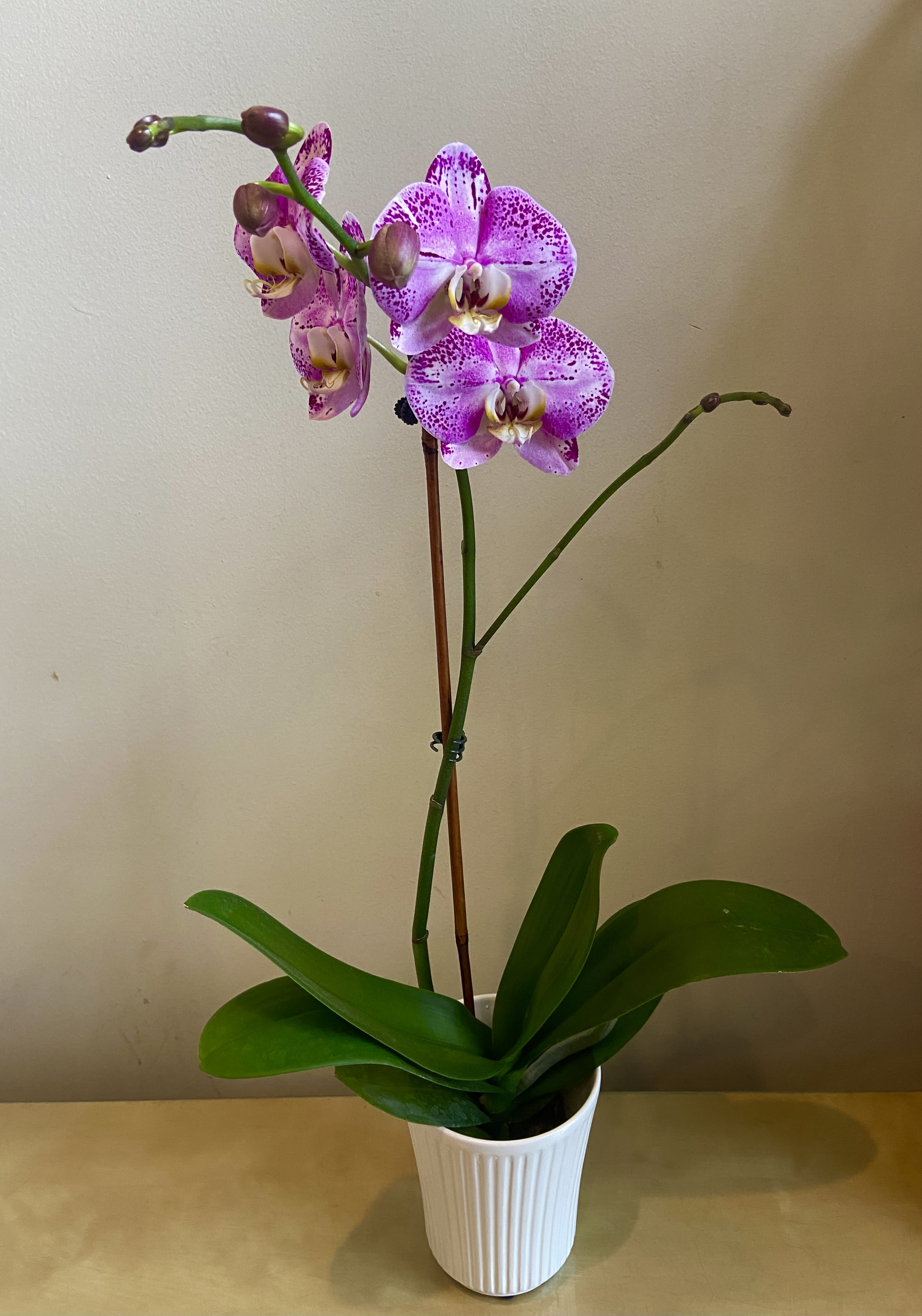 Purple Speckled Orchid - Live Plant  - Beautiful purple speckled orchid plant.  Long lasting gift or home decor.