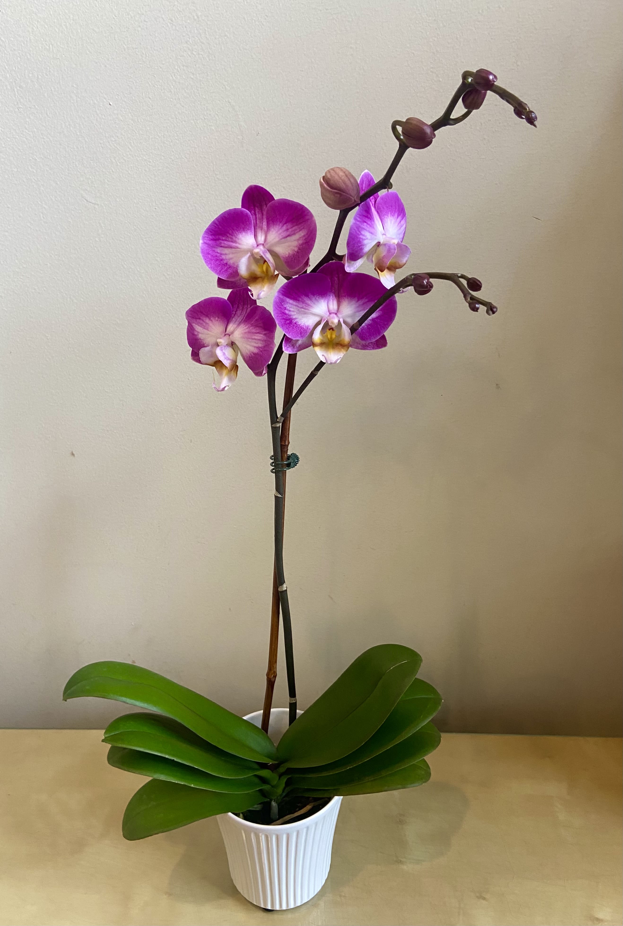 Purple Passion Orchid - Live Plant - Stunning deep purple orchid plant in a white ceramic container. Great long lasting gift or home office decor.