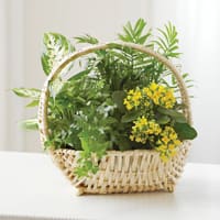 European Sympathy Dish Garden - Product ID: 4213  Send comforting thoughts and your deepest sympathies with this classic, elegant dish garden. This easy-care indoor garden in the European style features beautiful green plants combined with an impressive flowering plant Traditionally sent to family, friends or business associates Our florists select the freshest plants available so colors and assortment may vary Planters may vary based on availability in the delivery area Available in small, medium or large Measures overall approximately: (S) 12"H x 6"D (M) 14"H x 7"D (L) 16"H x 8"D