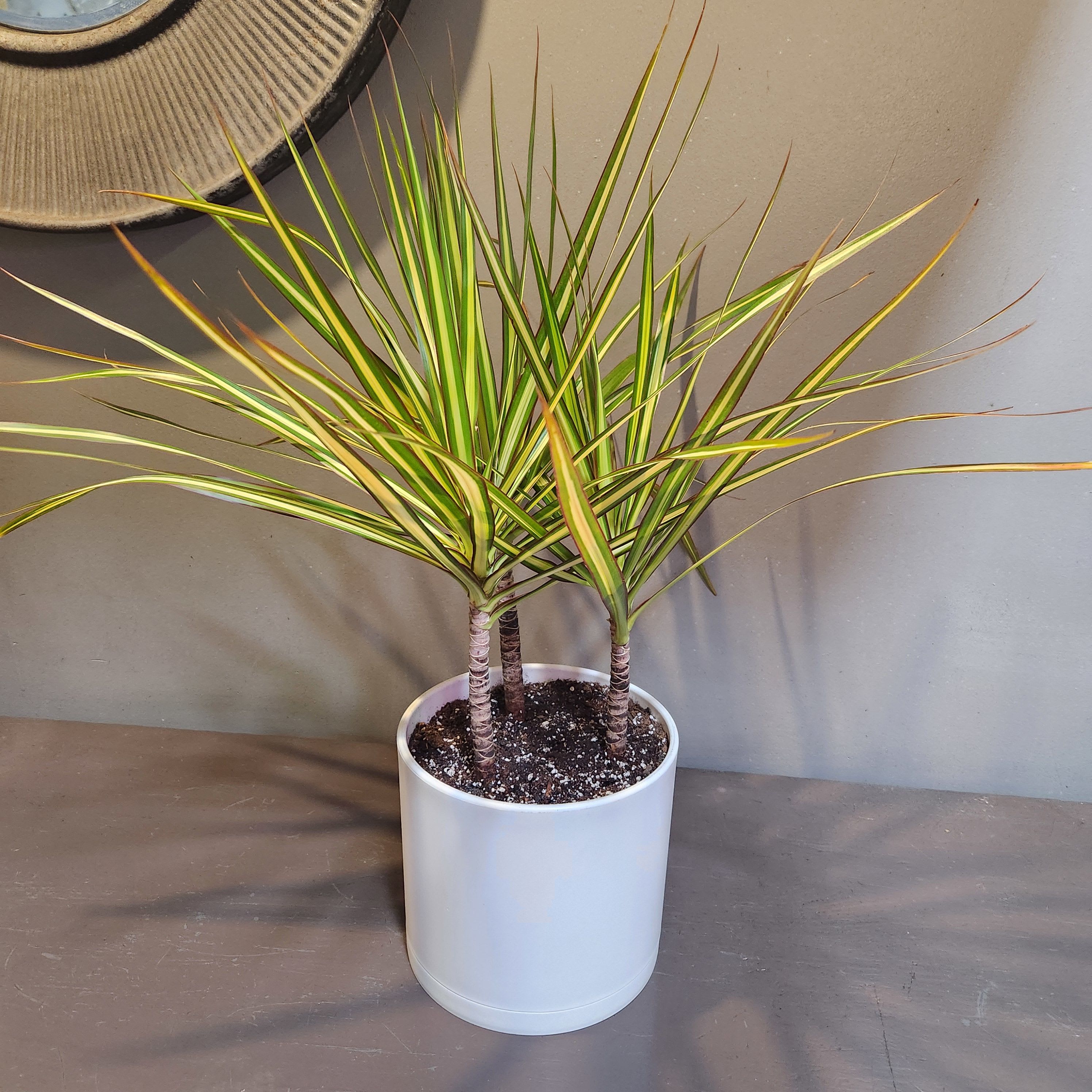 Plants: Dracaena Kiwi - A dracaena kiwi plant in a white pot.  In many cultures, the Dracaena is considered to be a symbol of good-luck, hope, and joy.  In ancient Egypt, for instance, these plants were believed to ward off evil spirits and bring good fortune to those who came into contact with them.  Measures approx. 27"Tx22"W 