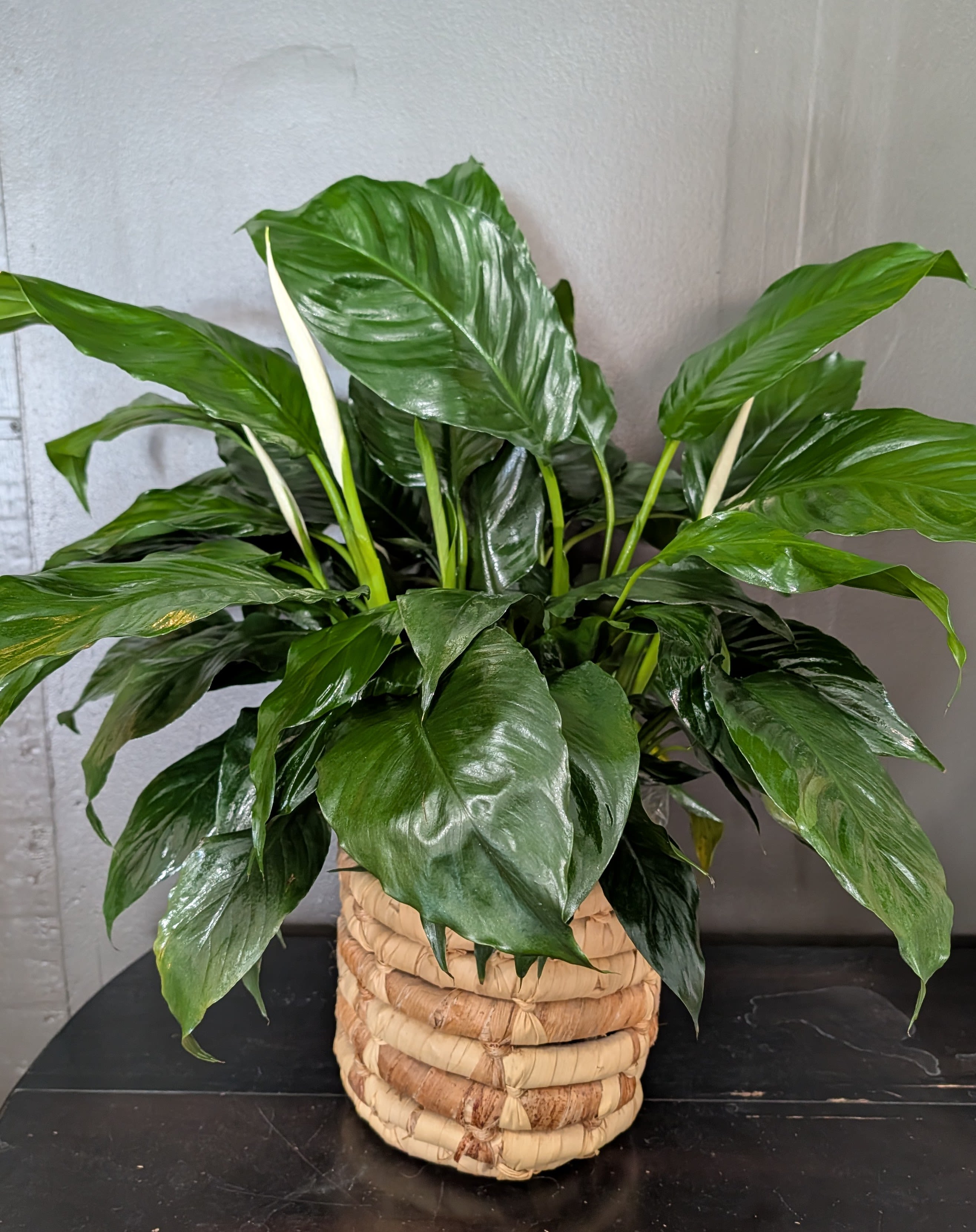 Peace Lily In A Basket - This is a peace Lily of various sizes in a basket. We can also add fresh flowers into the pot, and upgrade to a ceramic planter.