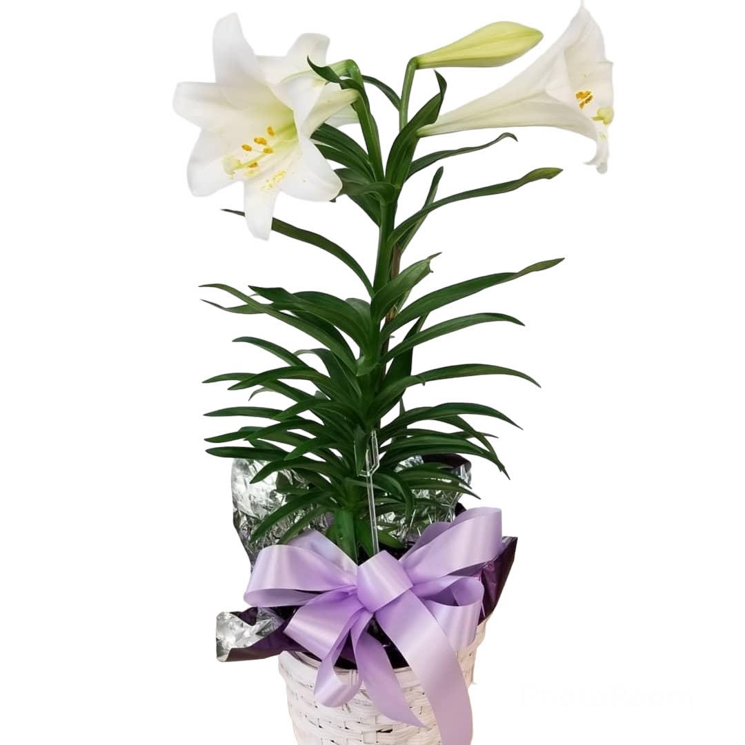 Easter Lilly - Show your gratitude to your dear ones with one of the Easter Lilly potted plants that can be planted in the garden.