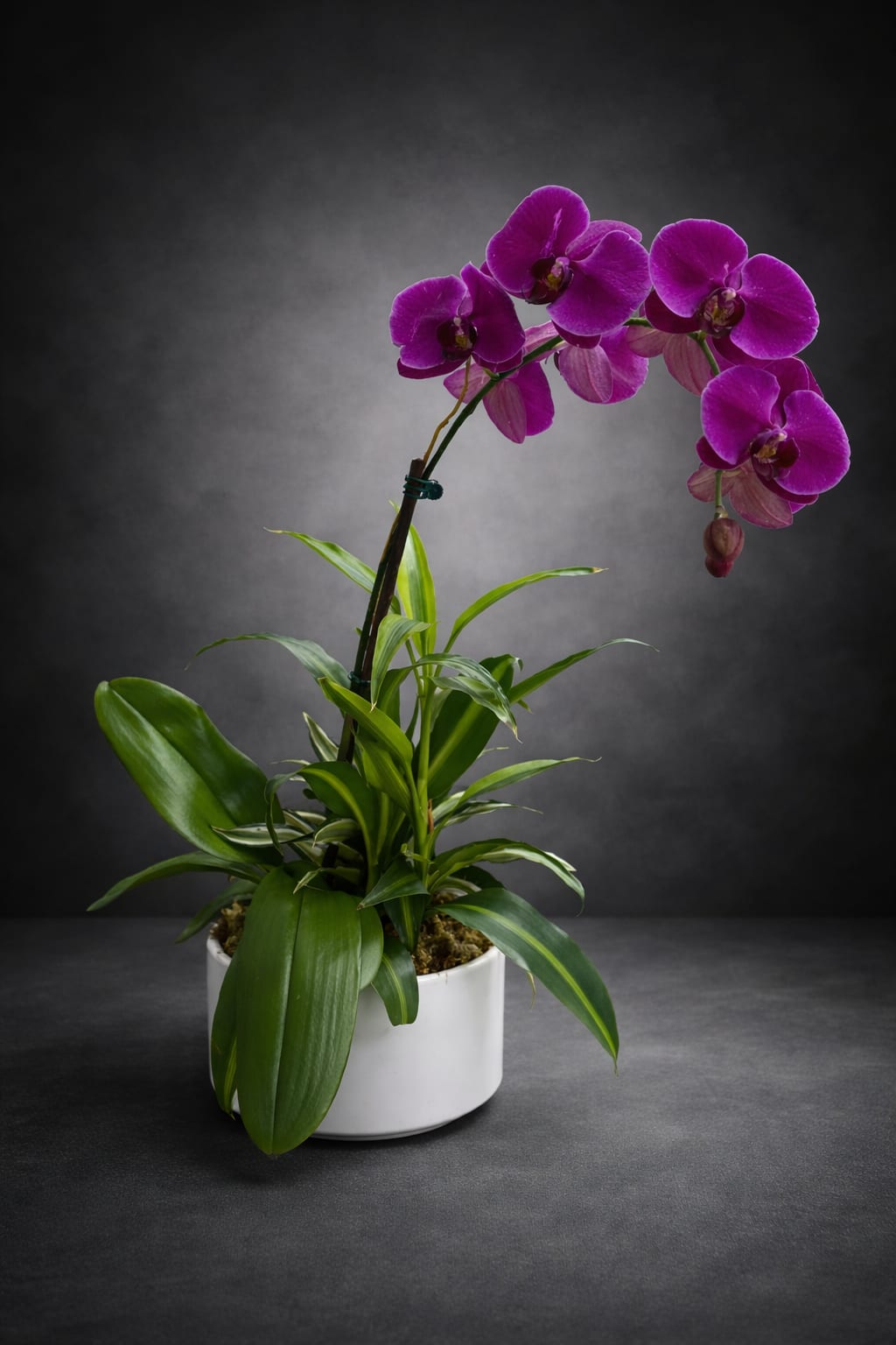 variegate orchid -  orchid plant