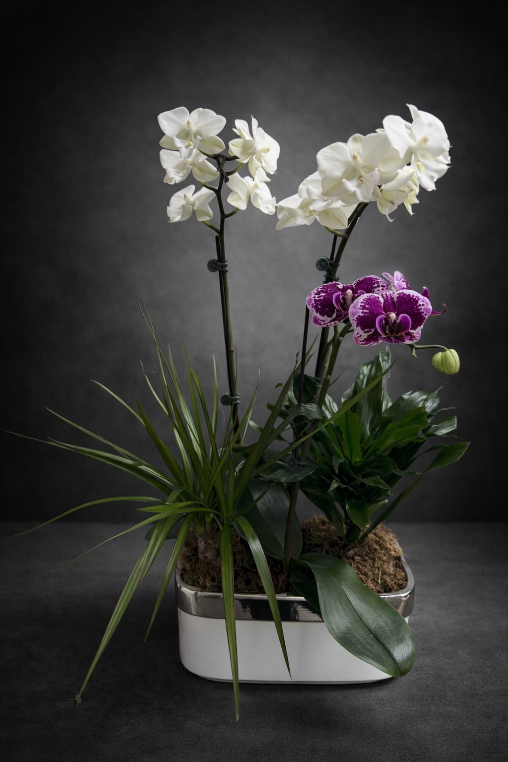 Orchid Garden - A gorgeous, arrangement 2 multi stem orchids, and complimentary plants in a round  Approx. 15 in. H ***JUST WE HAVE ONE*** 
