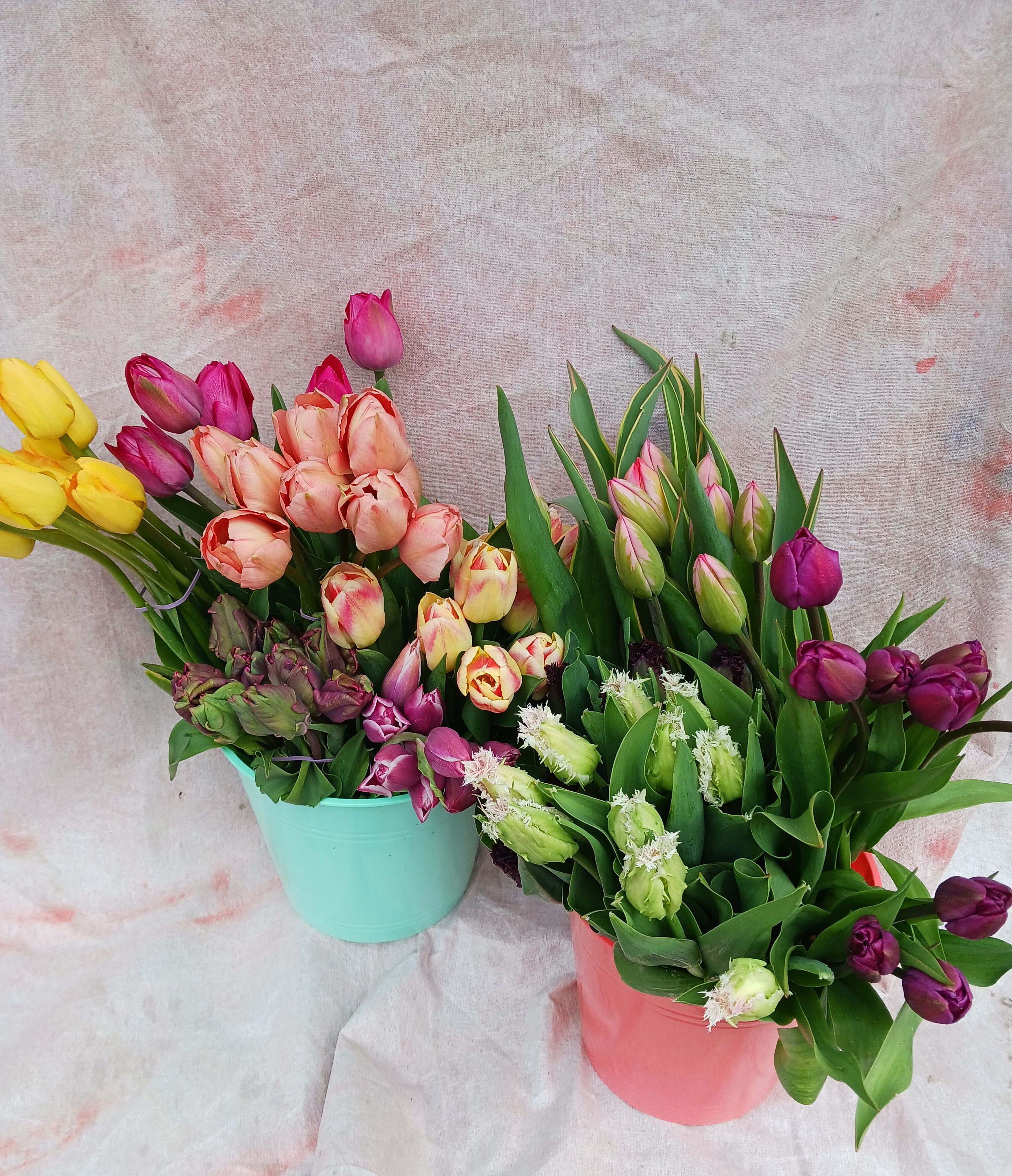 Tulips!! - 20 Local Tulips in a white hobnail vase  You can specify a color or we can pick for you   ***Please note that Emerald Petals creates with the seasons. What you see pictured is a representation of our style and the general size of the bouquet, intentional substitutes will be made as needed as all of our arrangements are one of a kind like you **A clear vase will be used unless specified