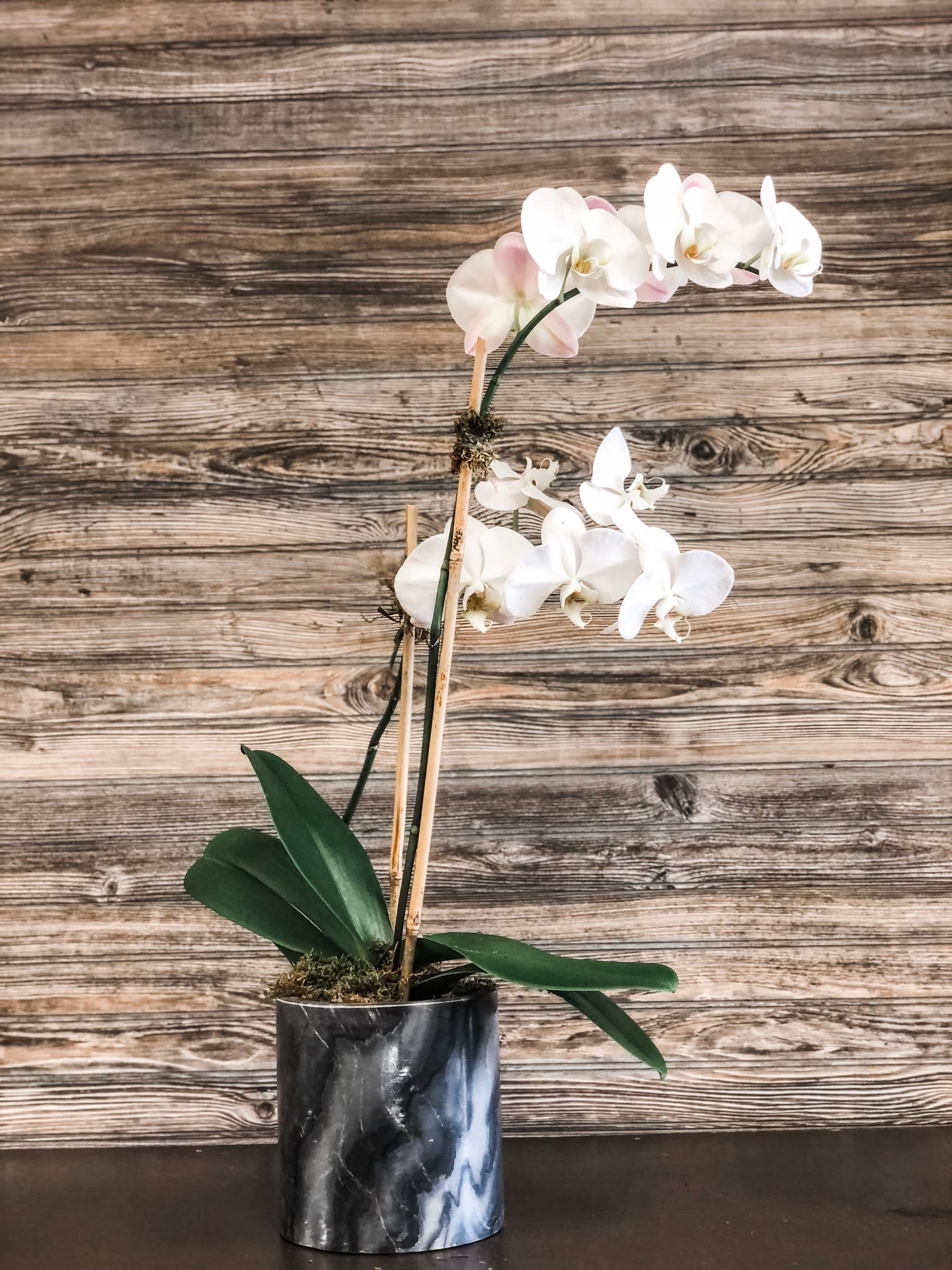 Large Double Phalaenopsis Orchid in Marble  - 1- 6 inch Double Phalaenopsis Orchid in a 6x6 Black Marble Cylinder accented with green moss.  The orchid is about 30 inches tall and the blooms extend about 15 inches wide.  
