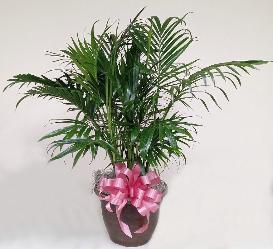 10 in Parlor Palm - Its a graceful fit for all occasions.