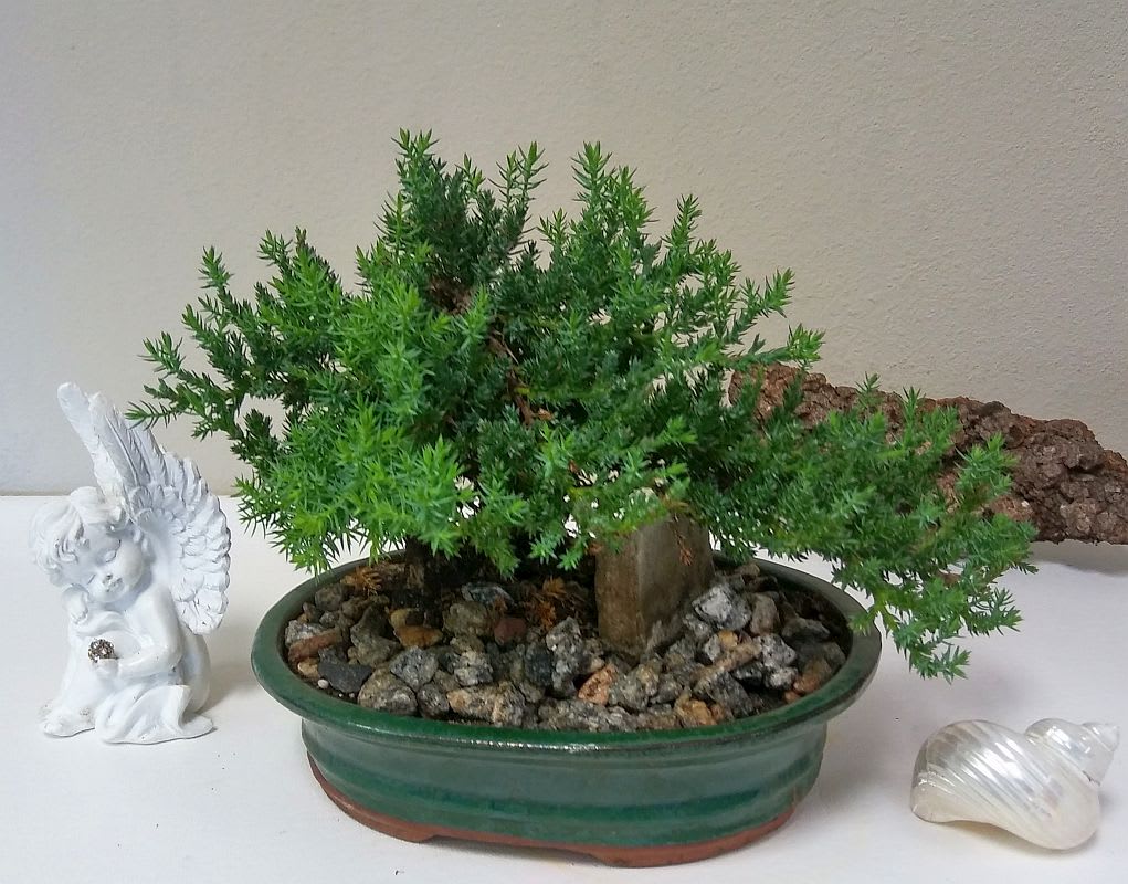 Bonsai in a Ceramic Pot - A fantastic bonsai tree in a ceramic planter is a wonderful gift that is easy to care for.