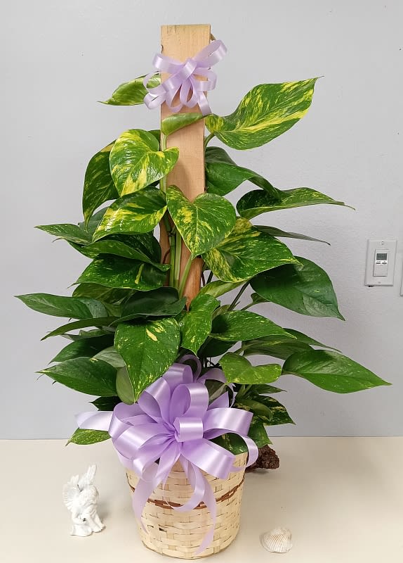 Pothos Ivy Pole in a Basket - 8 in x 36 in Pothos Pole in a Basket