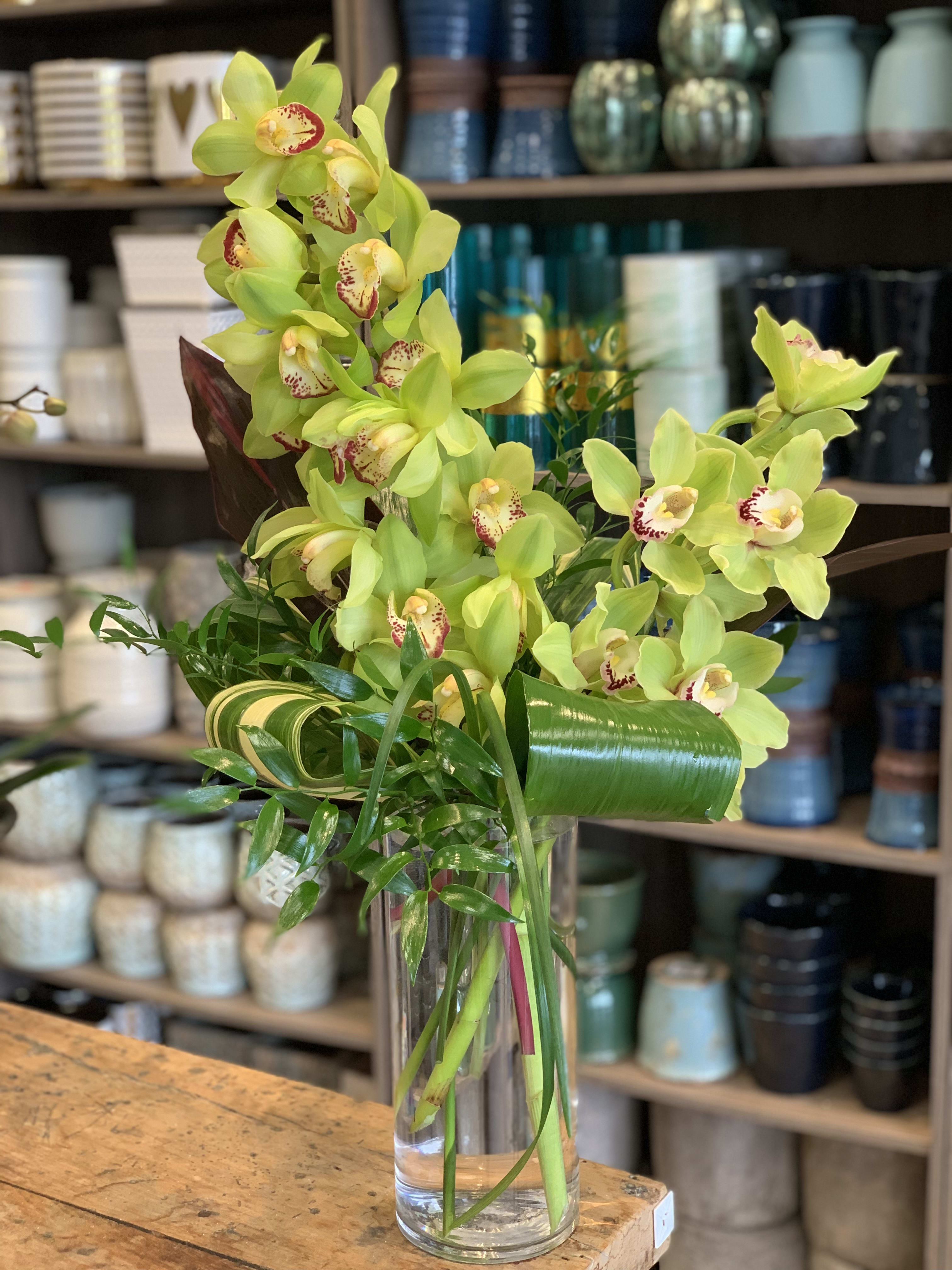 Cymbidium Love - A array of Cymbidium orchids with a modern twist. 