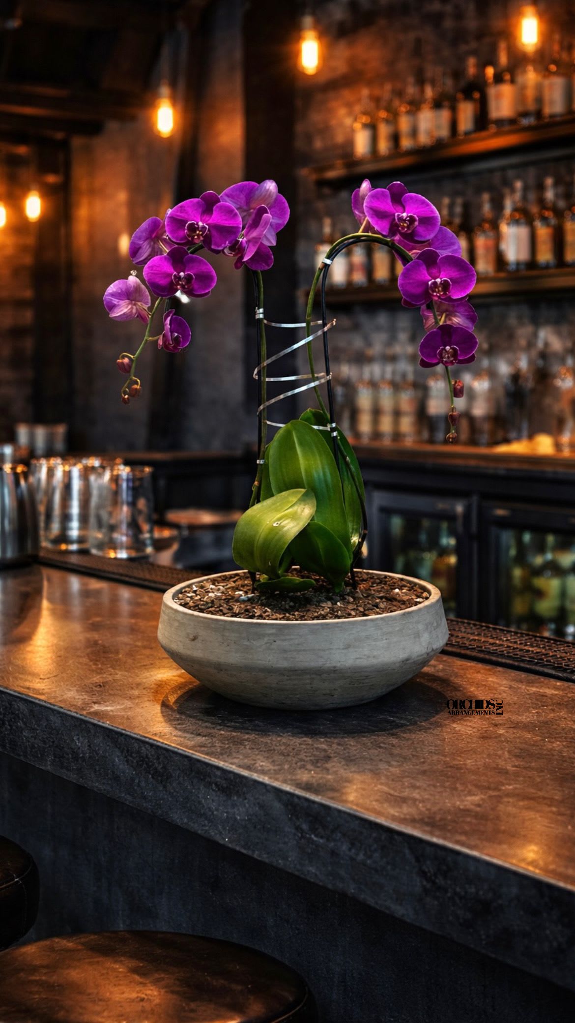 Purple Phalaenopsis Orchid – Luxury Home Accent - This elegant Double Purple Phalaenopsis Cascade orchid arrangement creates a striking vertical presence, making it ideal for grand interiors and modern living spaces with a vase 13" D X 4.5" T. 