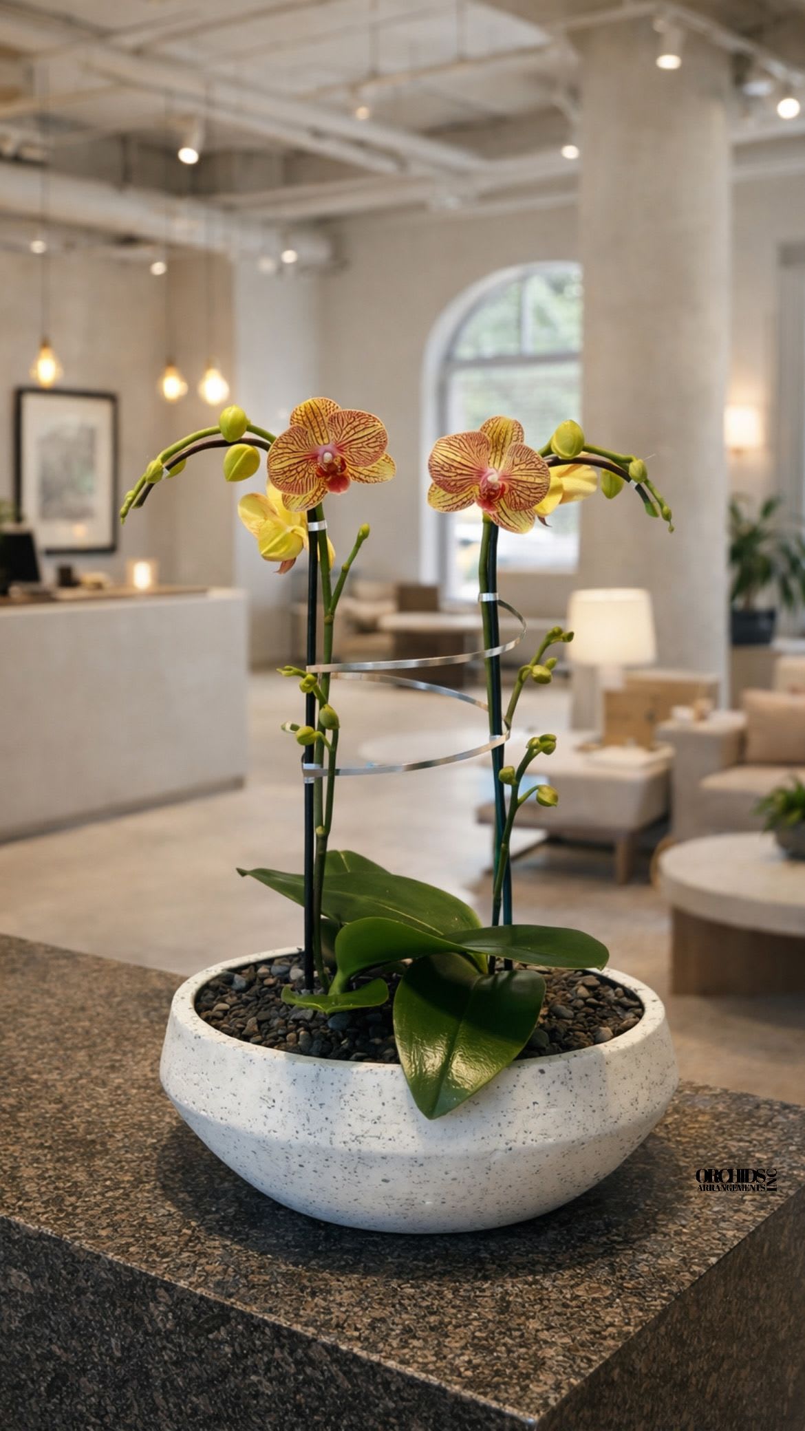 Peach Phalaenopsis Orchid – Luxury Home Accent - This elegant Double Peach Phalaenopsis Cascade orchid arrangement creates a striking vertical presence, making it ideal for grand interiors and modern living spaces with a vase 13" D X 4.5" T. 