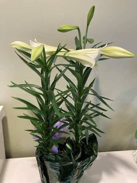 Easter Lilly  - Easter Lilly