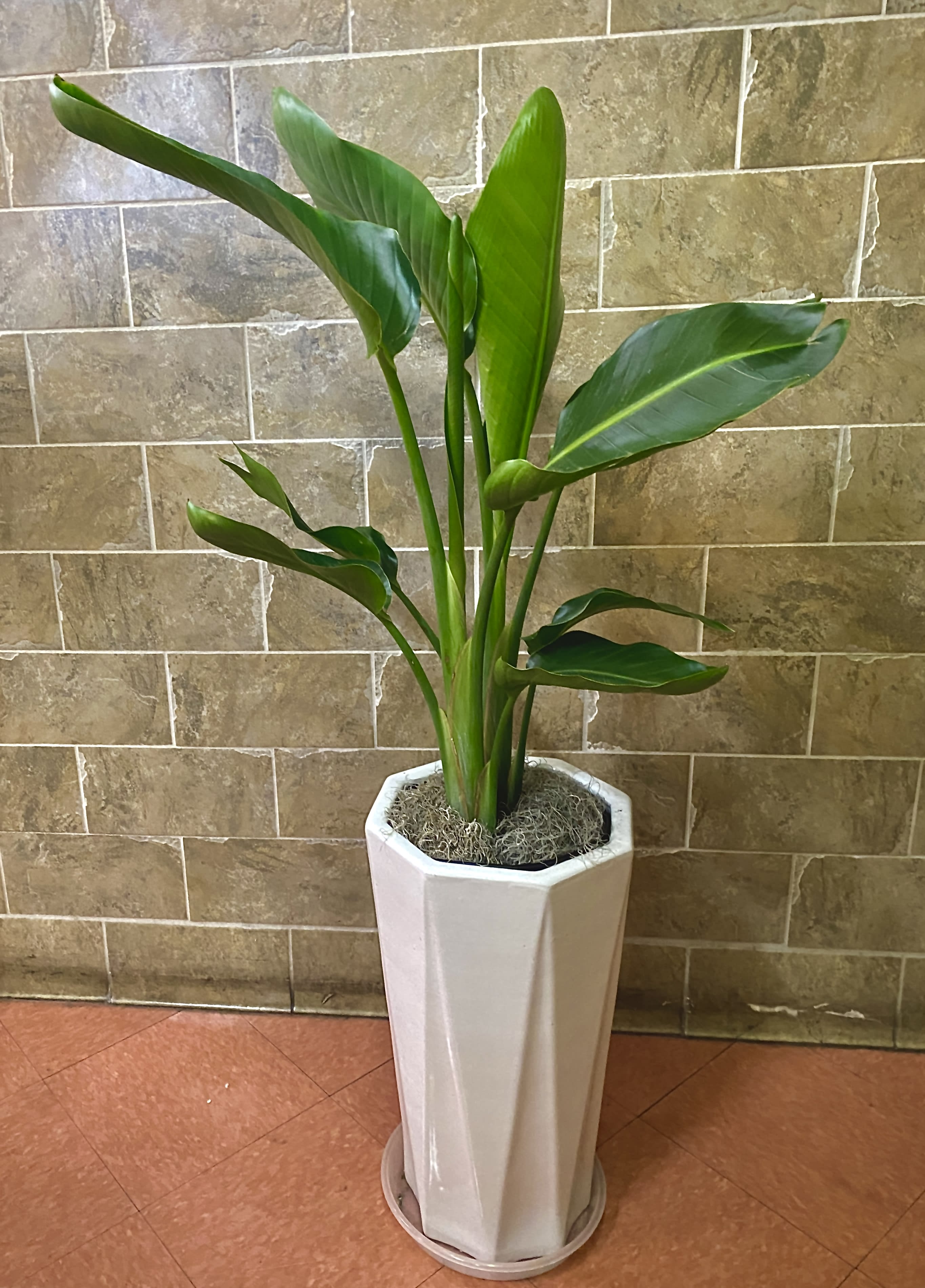 Tall Bird of Paradise with Ceramic Pot  - A beautiful indoor plant. Blooms flowers soon! Makes a great gift for fathers, congrats for new home/business!   Measures apps 4 to 5ft tall  