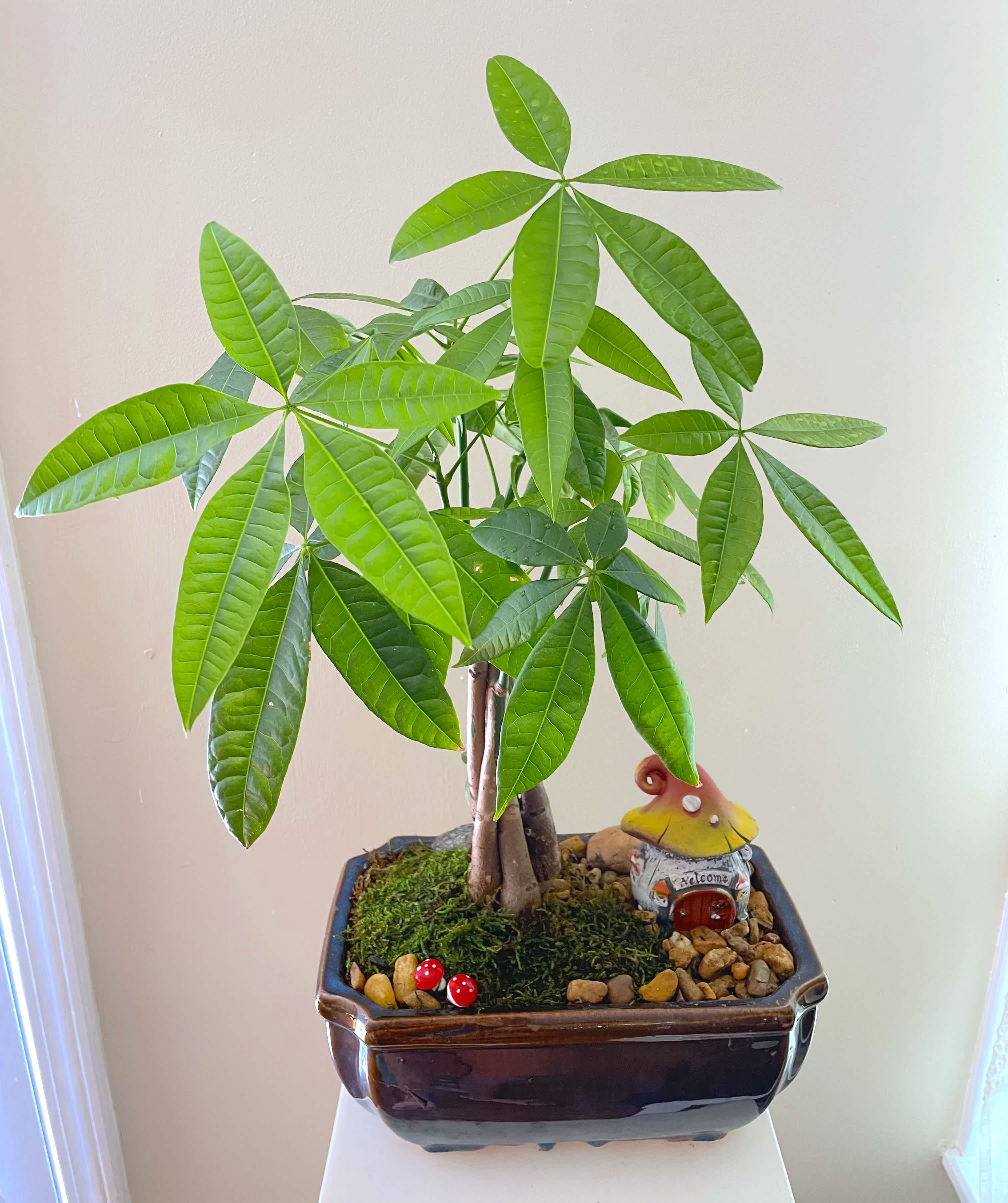 Money Tree Bonsai in Ceramic Pot  - Send family and friends the symbol of fortune and wealth with the Money Tree potted in a ceramic pot. Easy Maintenance! Makes a great gift for dad, friends, and green thumbs!   The ideal indoor location is on a window sill facing south. Water your bonsai once a month till soil is completely wet, water again when soil is almost dry. 