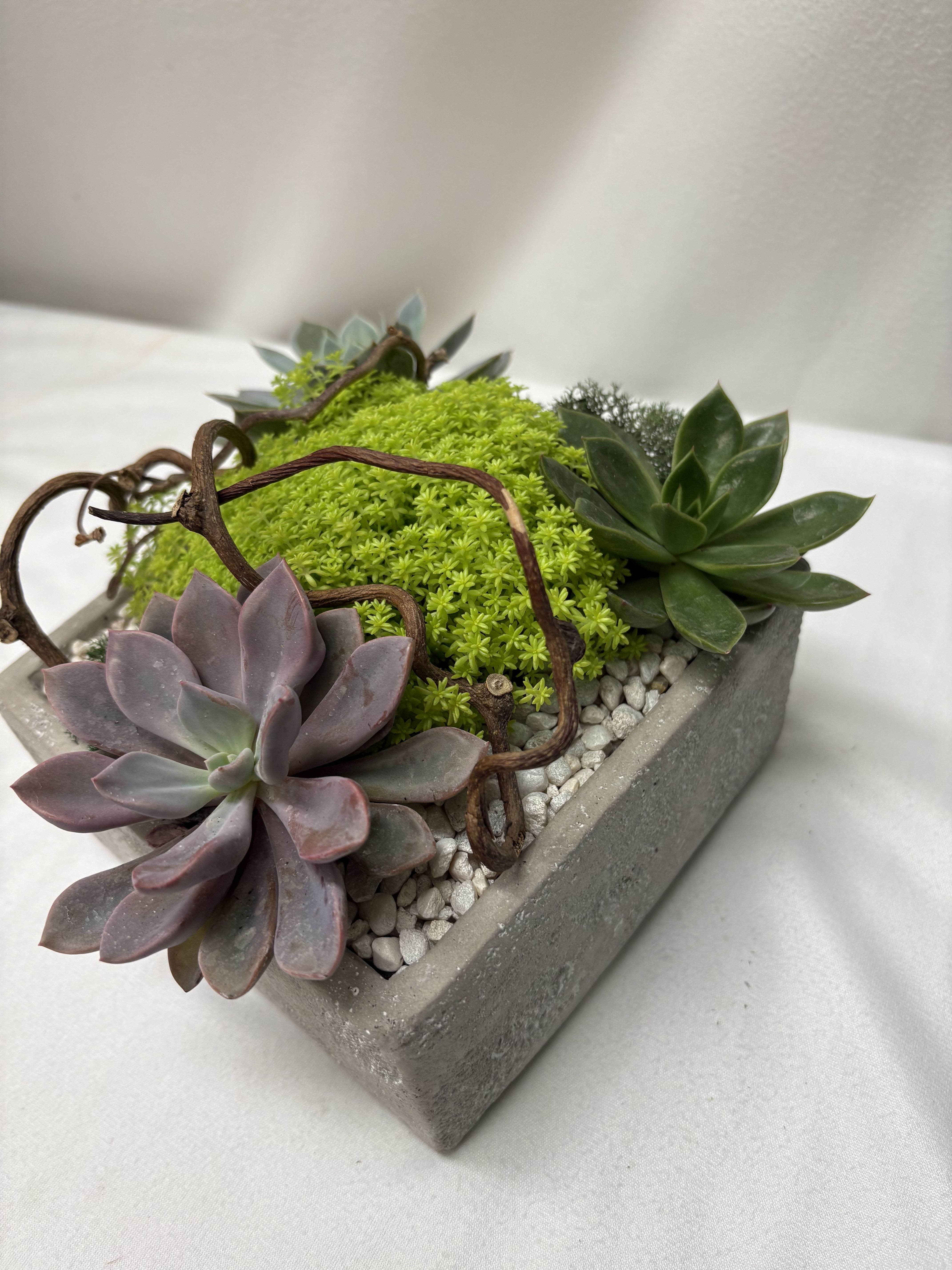 sweet succulents - A compact modern plant arrangement that brings calm, enduring style to any desk, coffee table, or small accent space. This flower arrangement of succulents is a perfect everyday gift or housewarming choice-the muted purple and deep green rosette succulents read as both contemporary and cozy, while the clean concrete planter and sculptural curly branches give it an artful, office-friendly presence.  The design sets the succulents into a shallow square concrete planter layered over white decorative pebbles, with a vivid chartreuse moss-like ground cover forming a bright focal mound against the neutral gray container. Curved woody branches arc across the surface for height and movement, creating a pleasing contrast of texture between fleshy leaves, soft moss, pebbles, and wood. The low-profile arrangement is easy to place in tight spots and complements green, purple, and white color schemes.  Made to be long-lasting with low maintenance in mind, this succulent arrangement suits someone who appreciates living décor without daily fuss-ideal for coworkers, new homeowners, or anyone who likes a touch of green. Dimensions follow the shallow, square format shown; minimal watering and bright, indirect light will keep the succulents healthy.